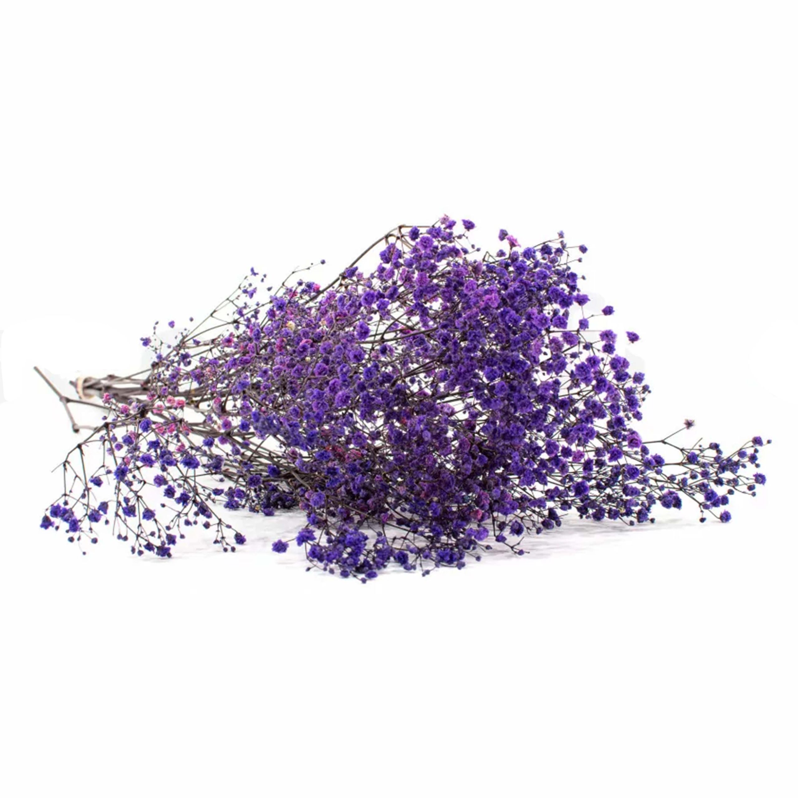 Gypsophila viola stabilizzata