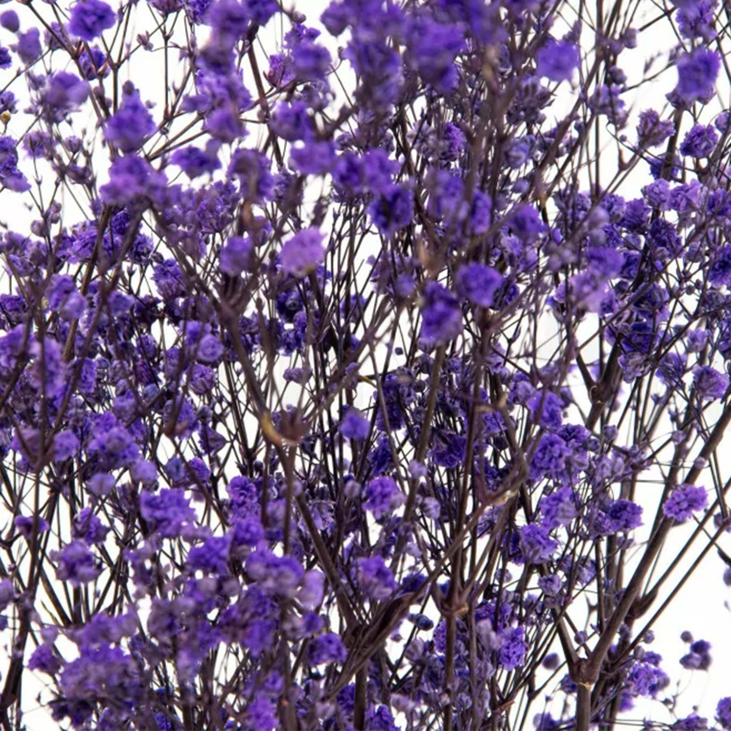 Gypsophila viola stabilizzata - immagine 2