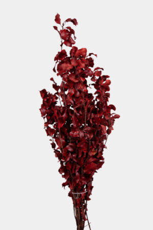 Pitosforo rosso