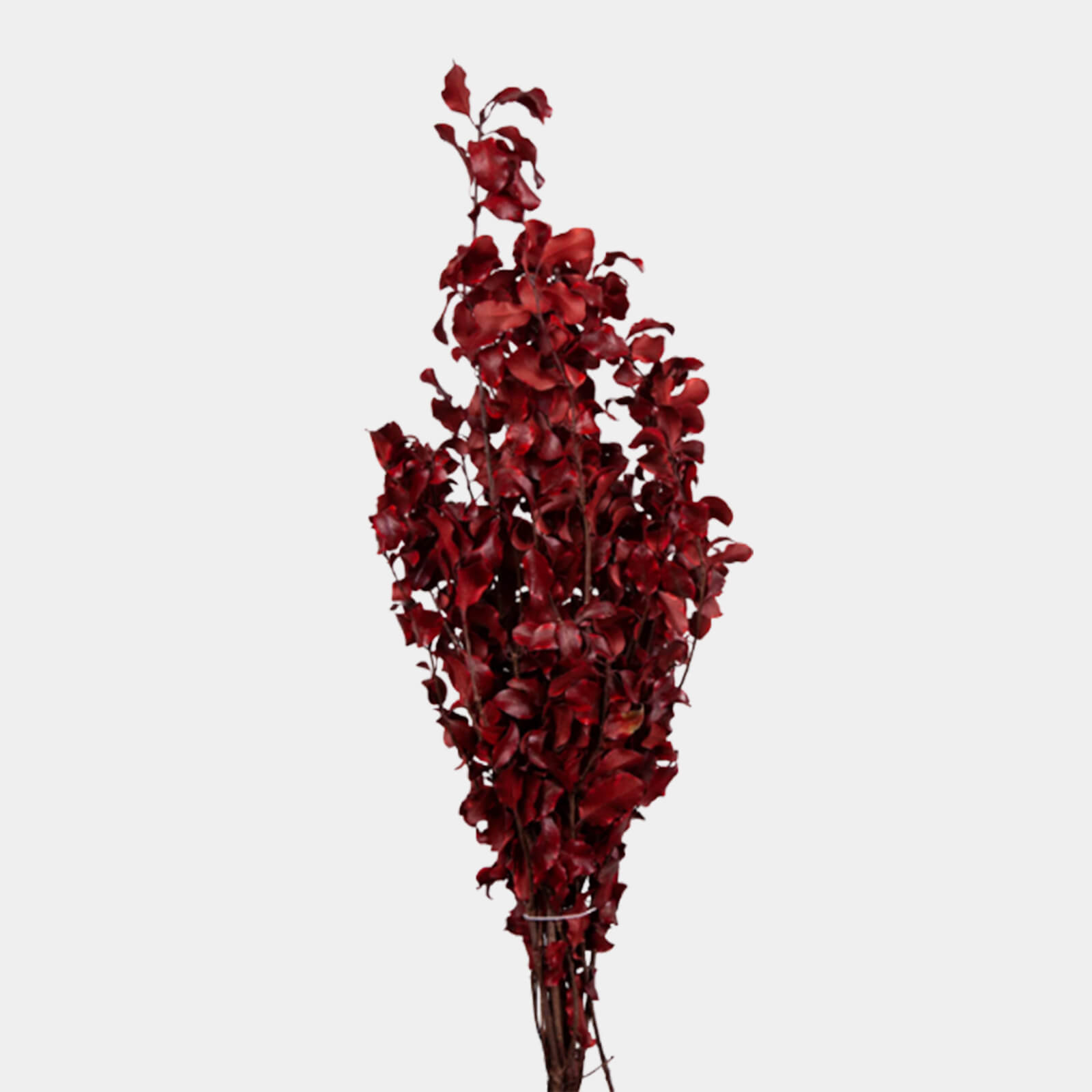 Pitosforo rosso