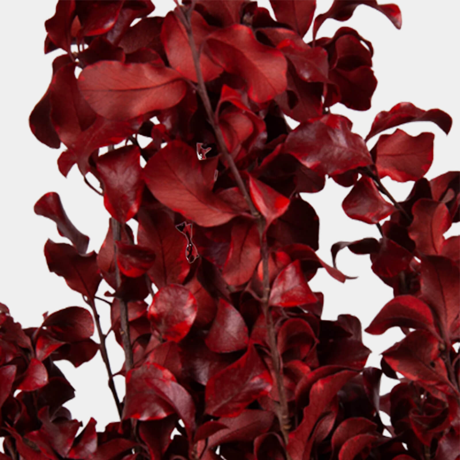 Pitosforo rosso - immagine 2