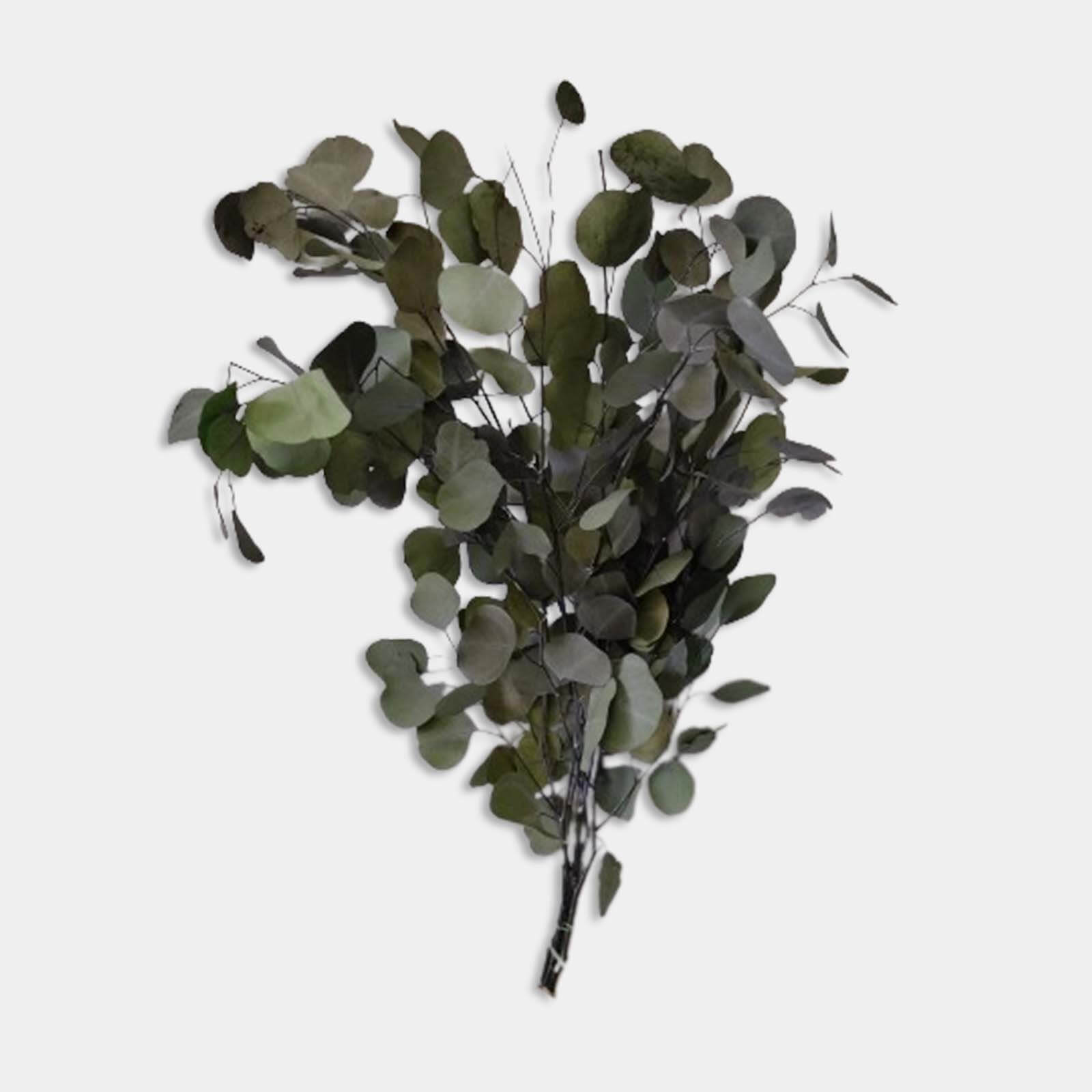 Popolus verde