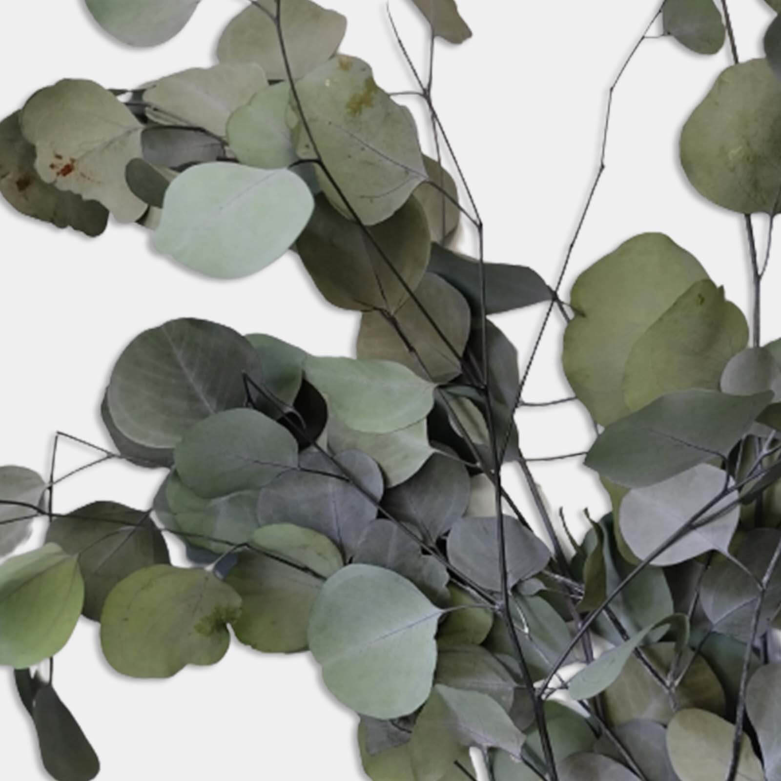 Popolus verde - immagine 2