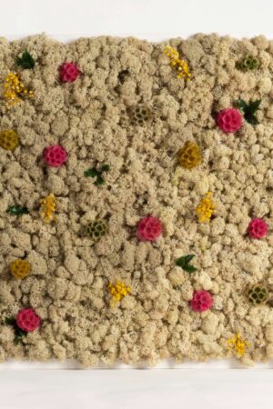 Quadro Lichene naturale e Scabiosa