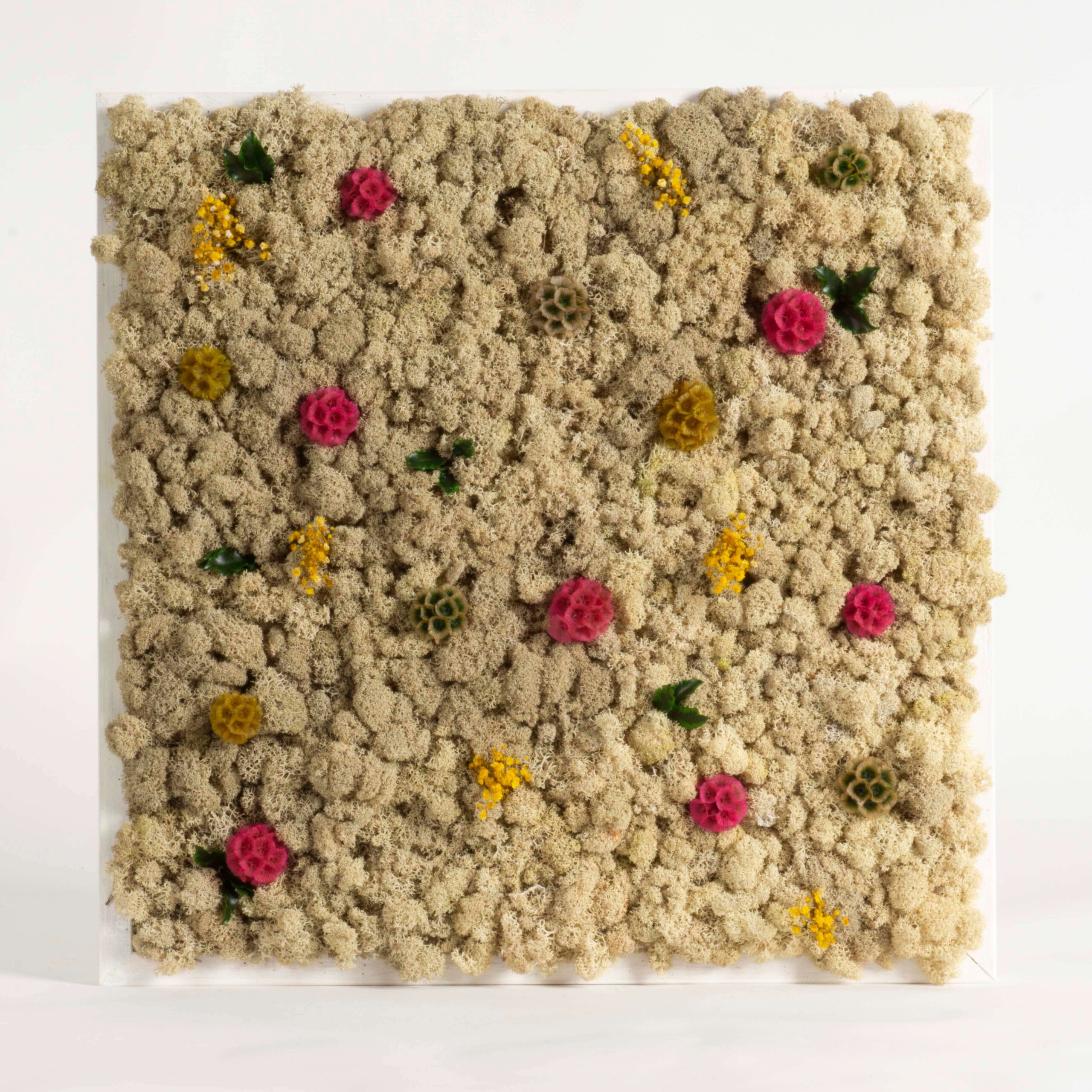 Quadro Lichene naturale e Scabiosa