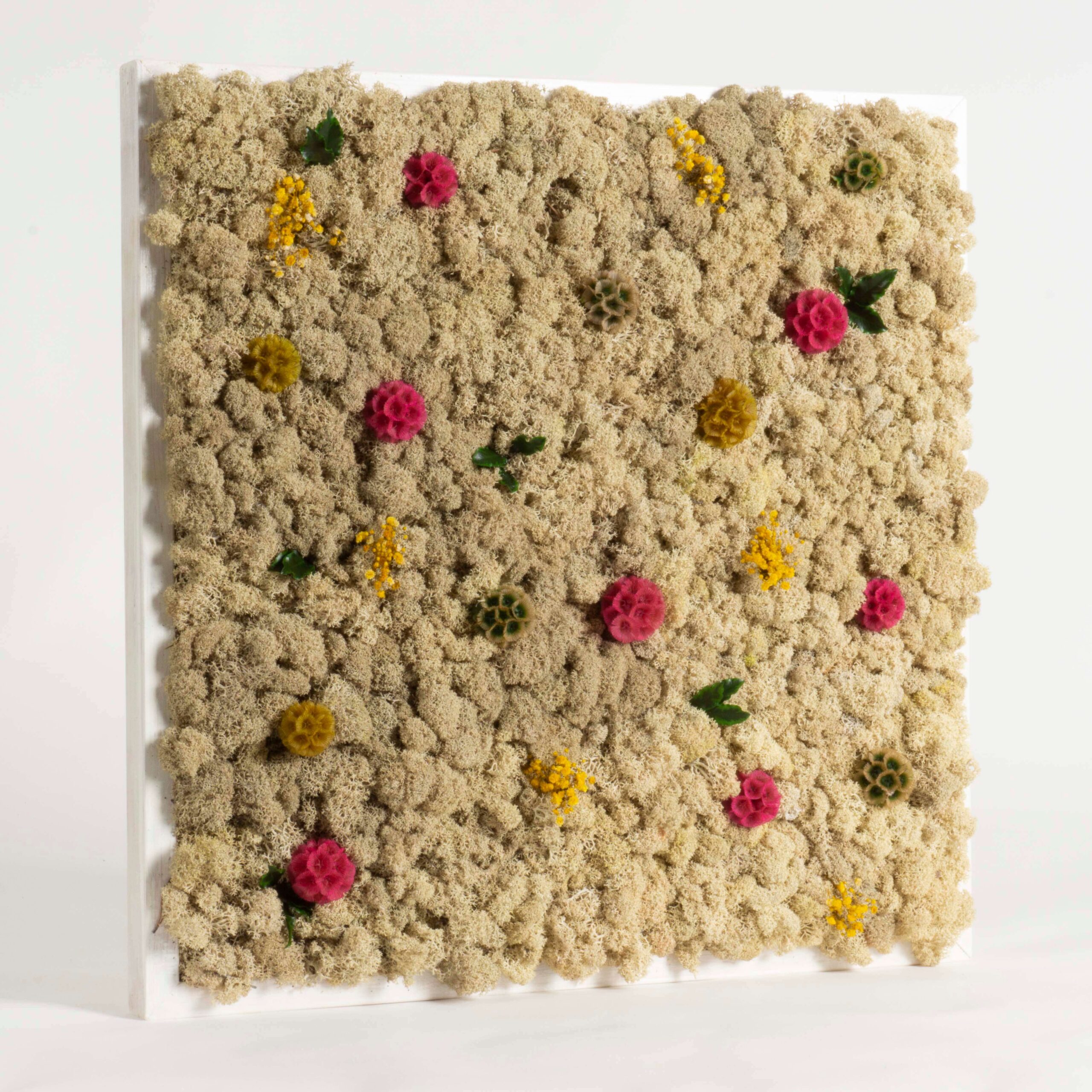 Quadro Lichene naturale e Scabiosa - immagine 2
