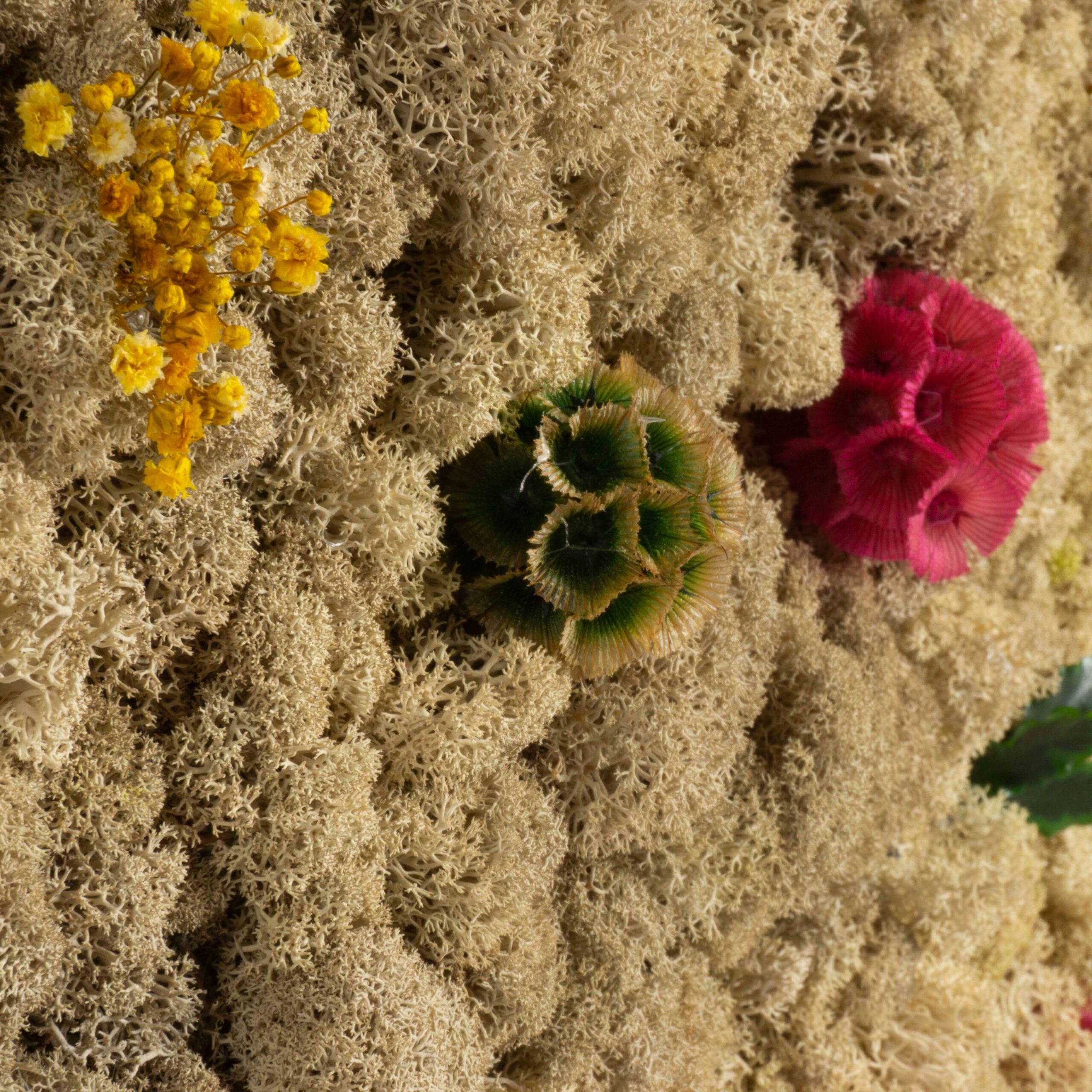 Quadro Lichene naturale e Scabiosa - immagine 3