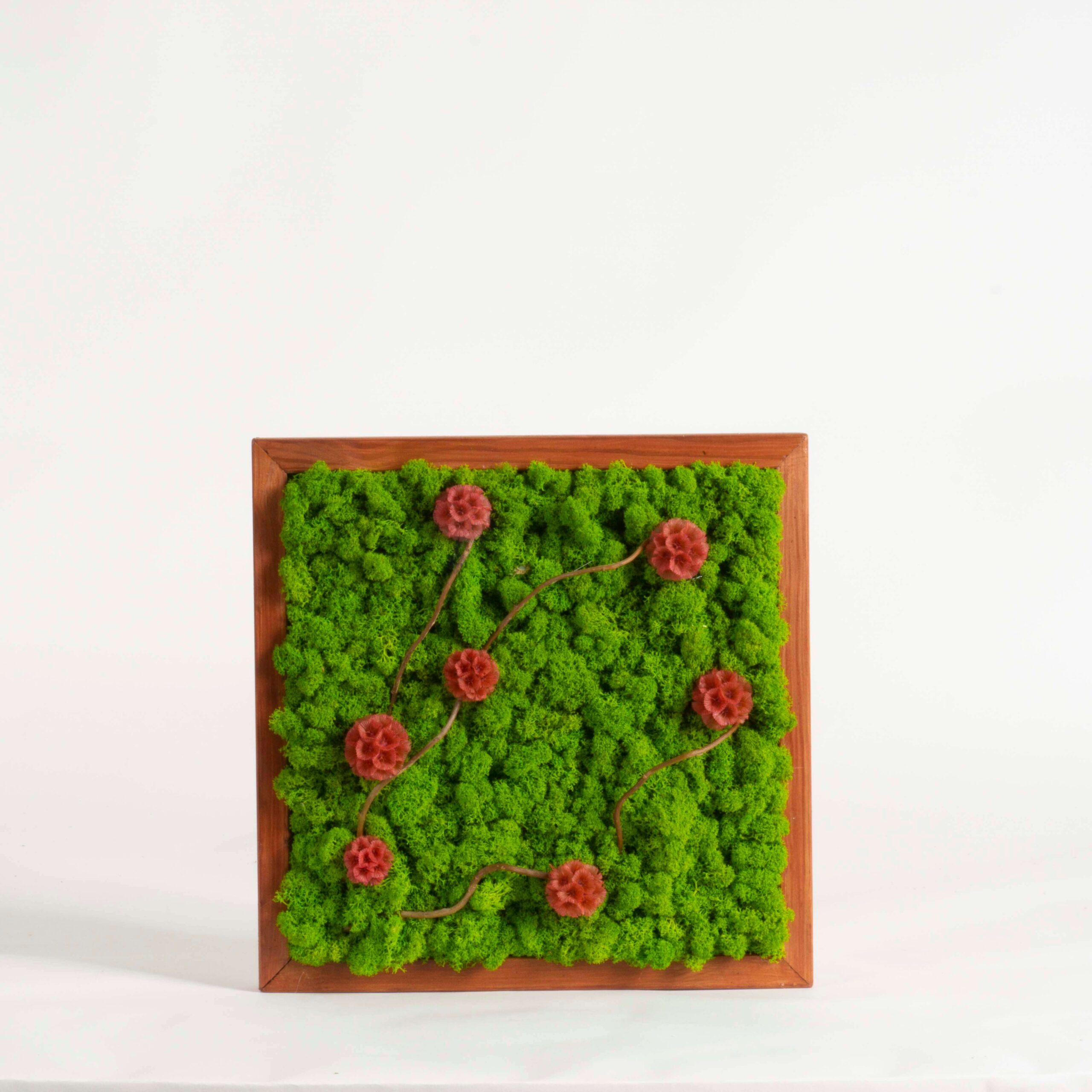 Quadro Lichene verde e Scabiosa