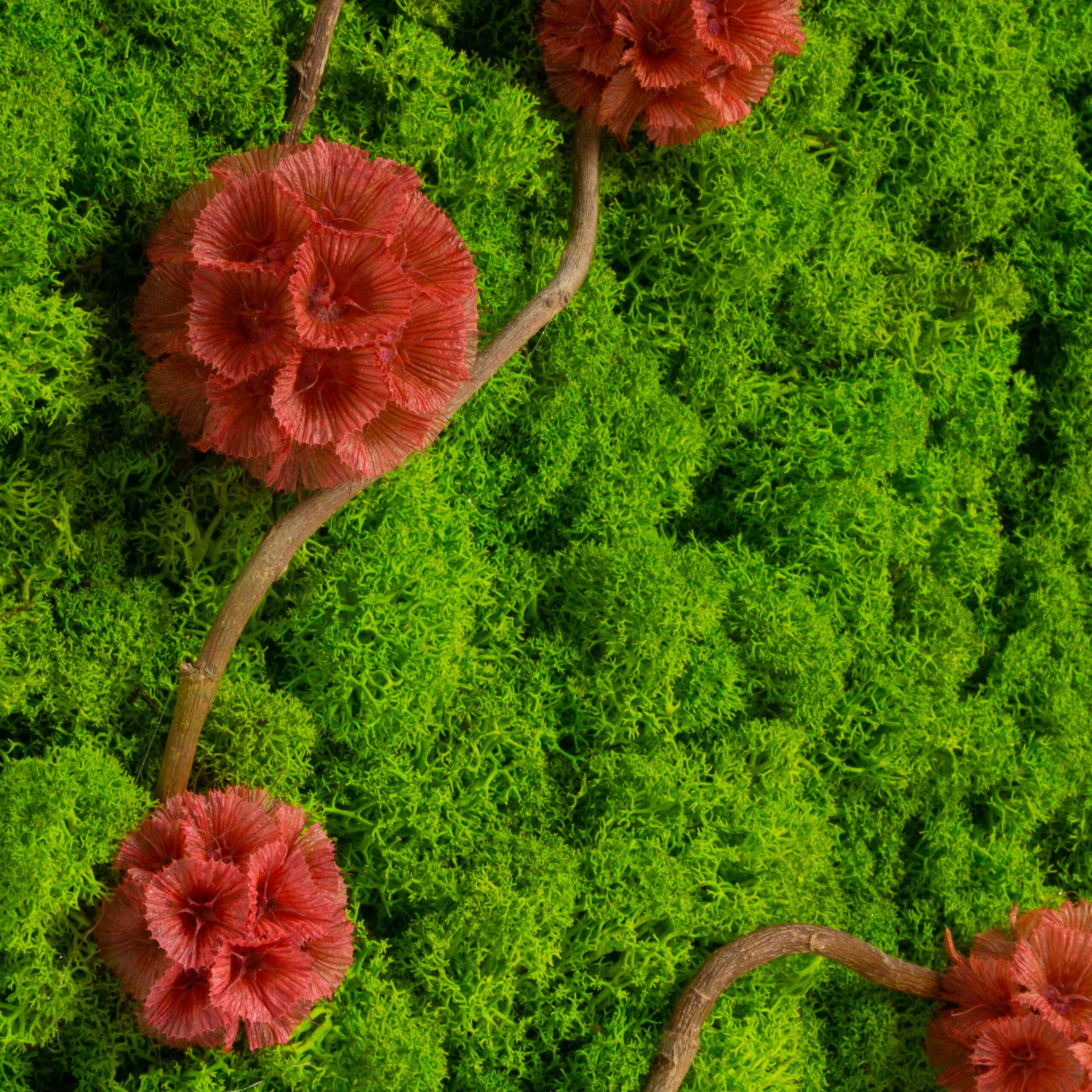 Quadro Lichene verde e Scabiosa - immagine 3