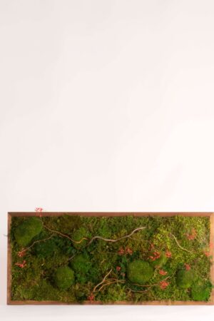 Quadro Muschi e Gypsophila
