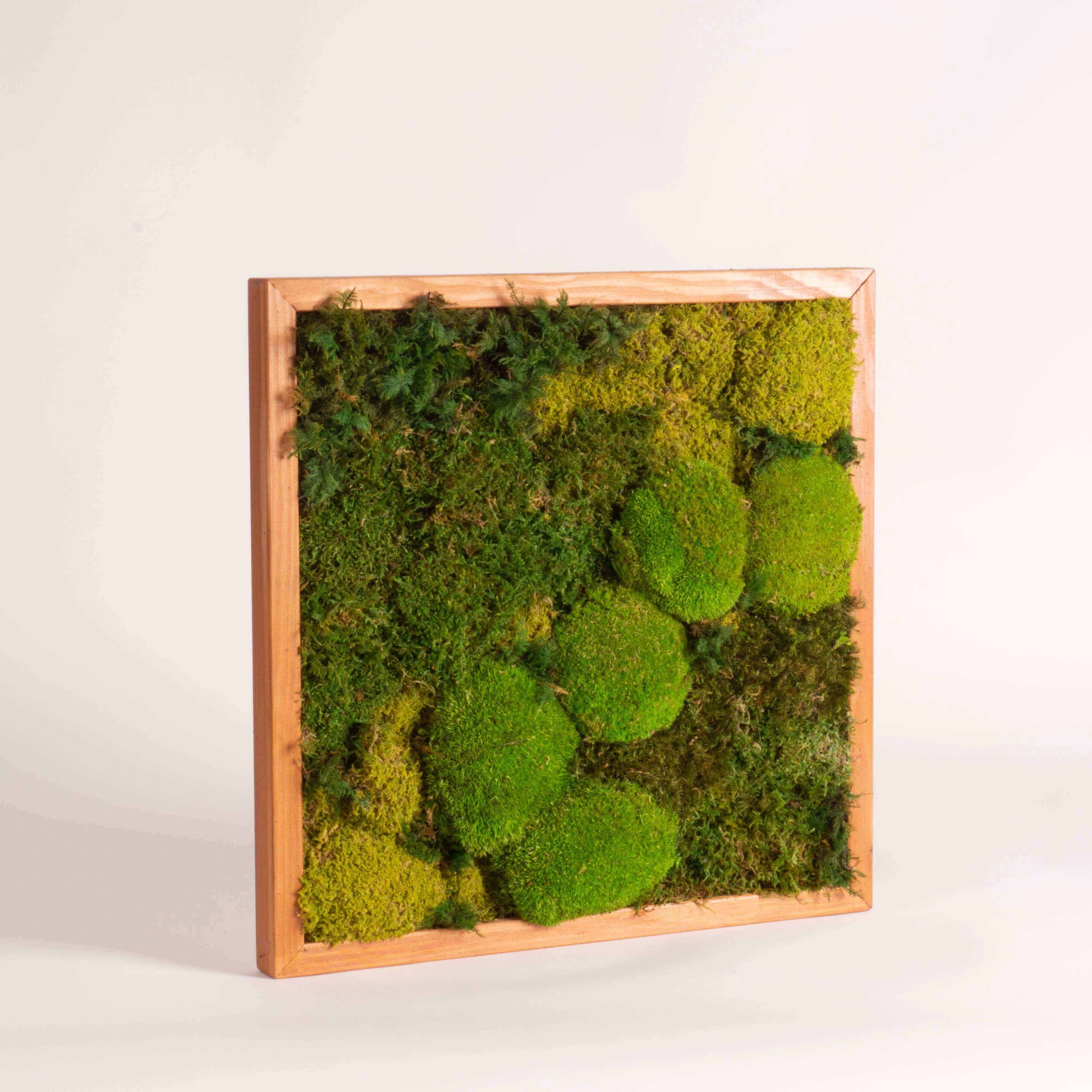 Quadro muschio mix - immagine 2