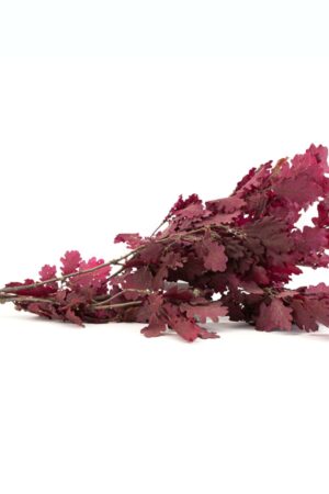 Quercia bordeaux