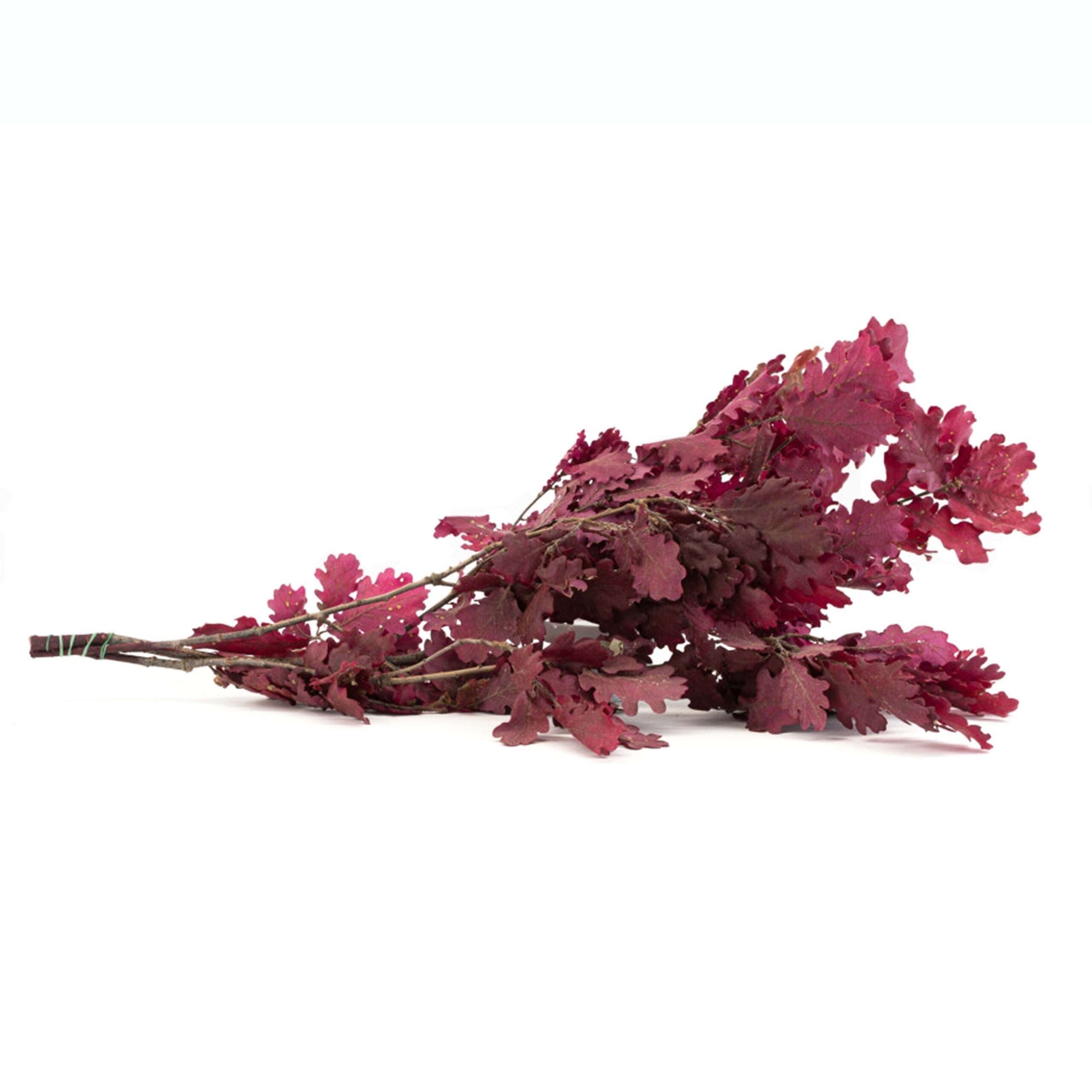 Quercia bordeaux