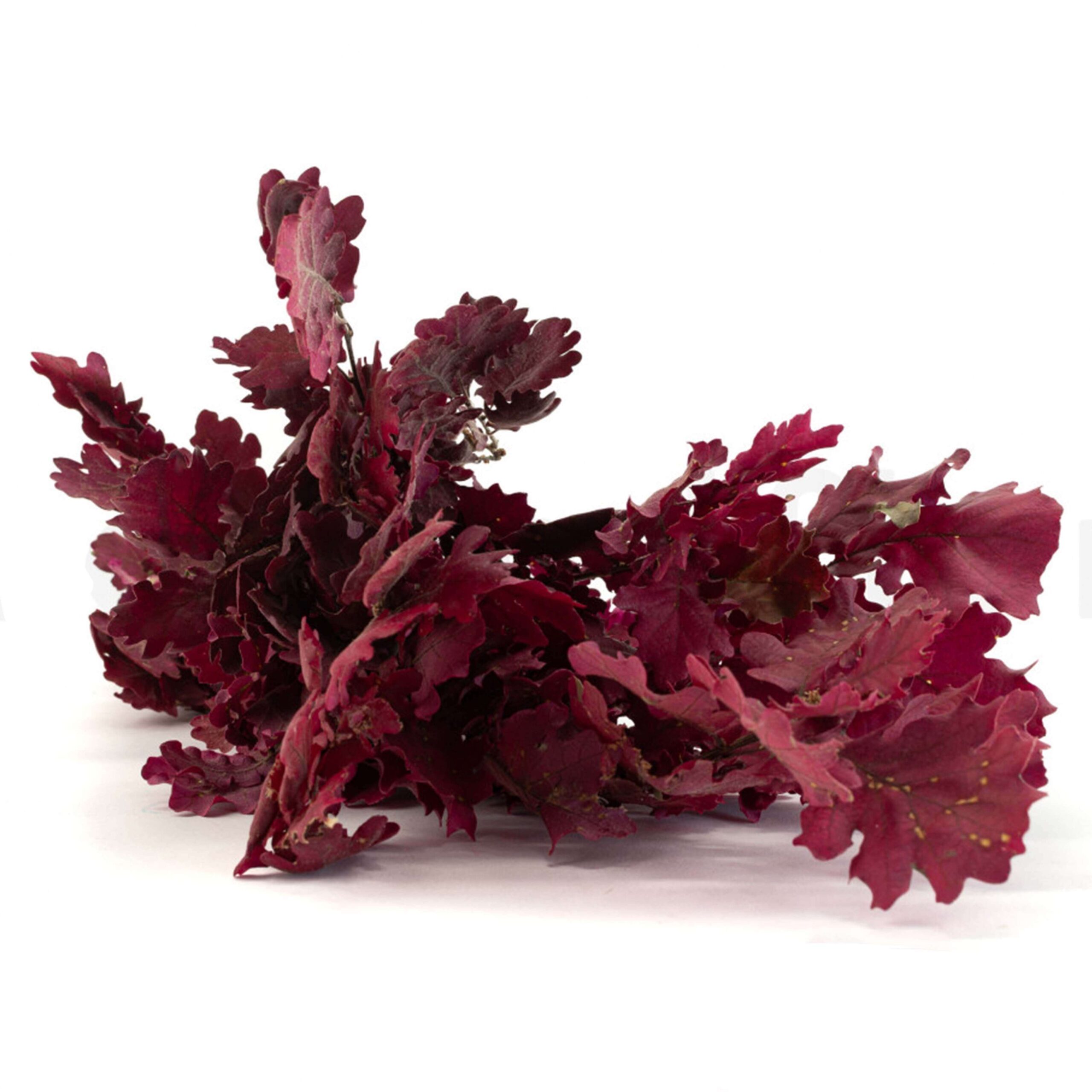 Quercia bordeaux - immagine 2