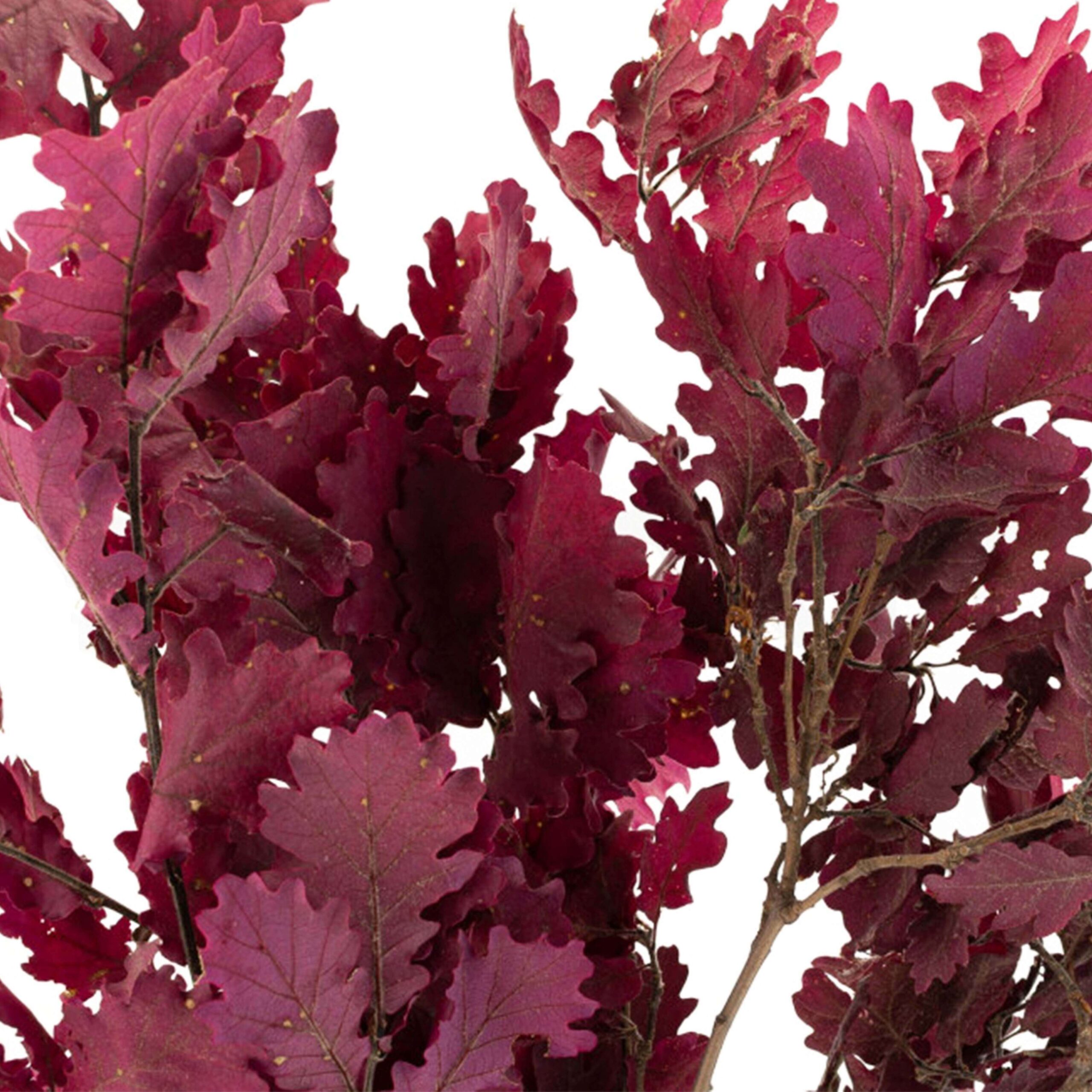 Quercia bordeaux - immagine 3