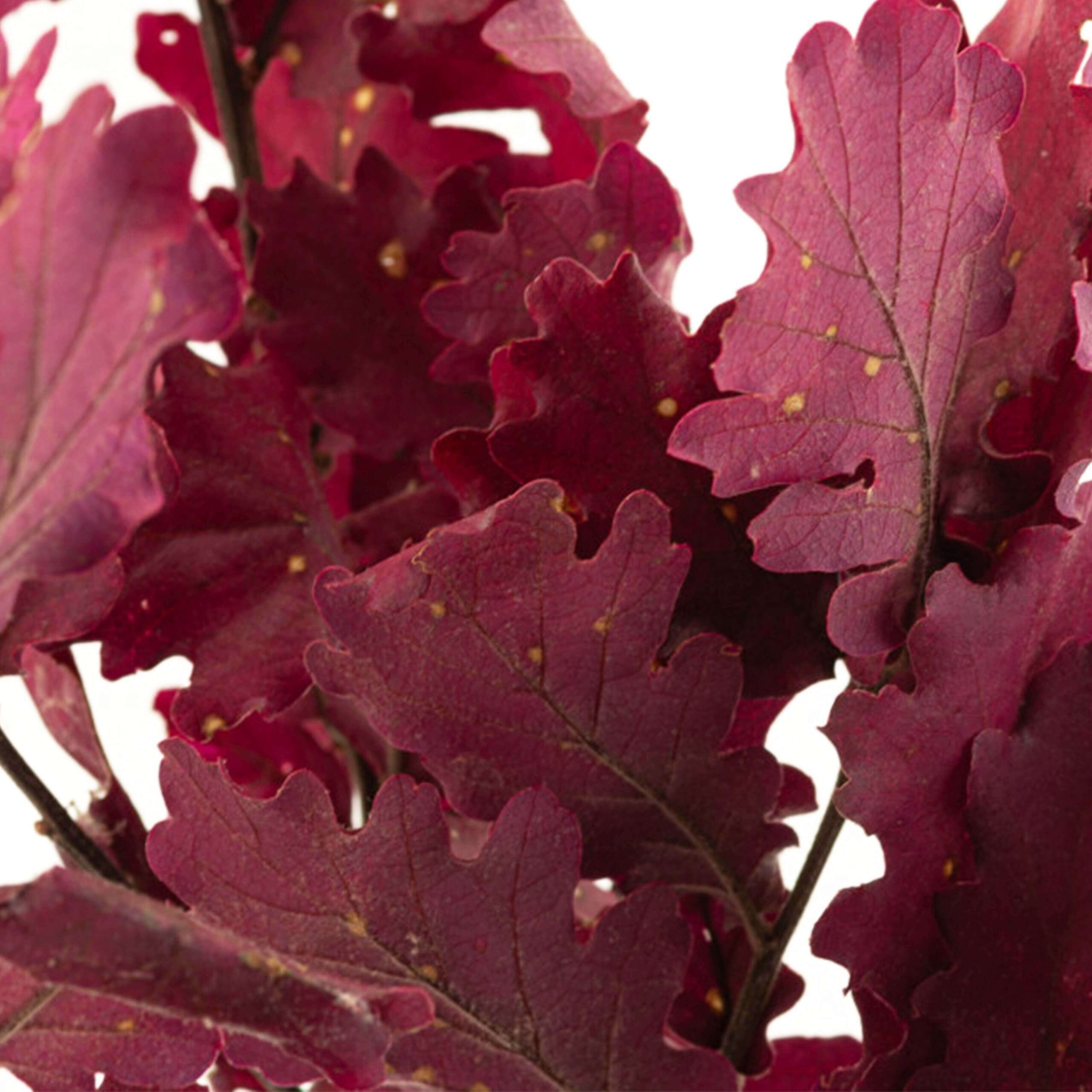 Quercia bordeaux - immagine 4