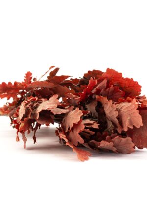 Quercia rossa