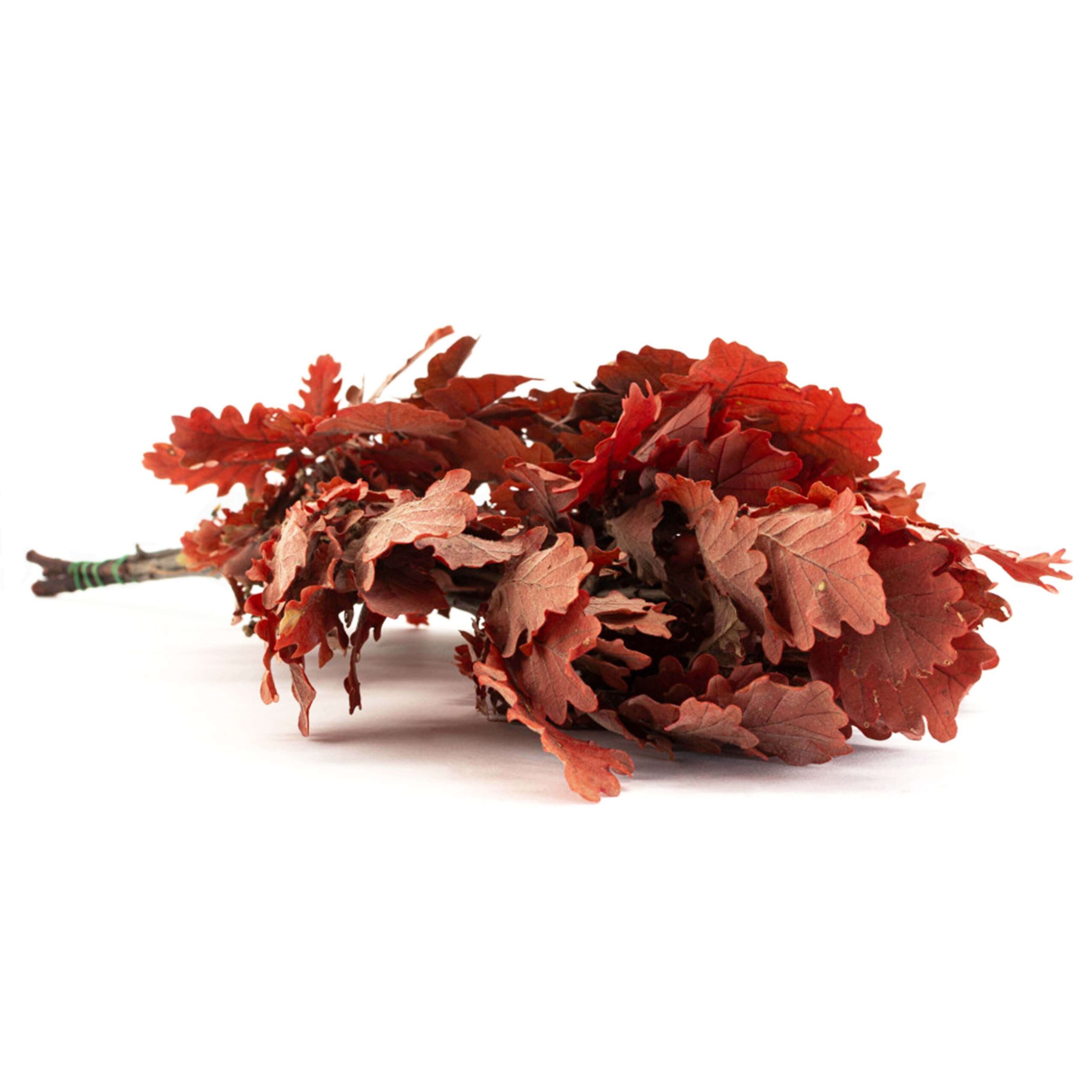 Quercia rossa