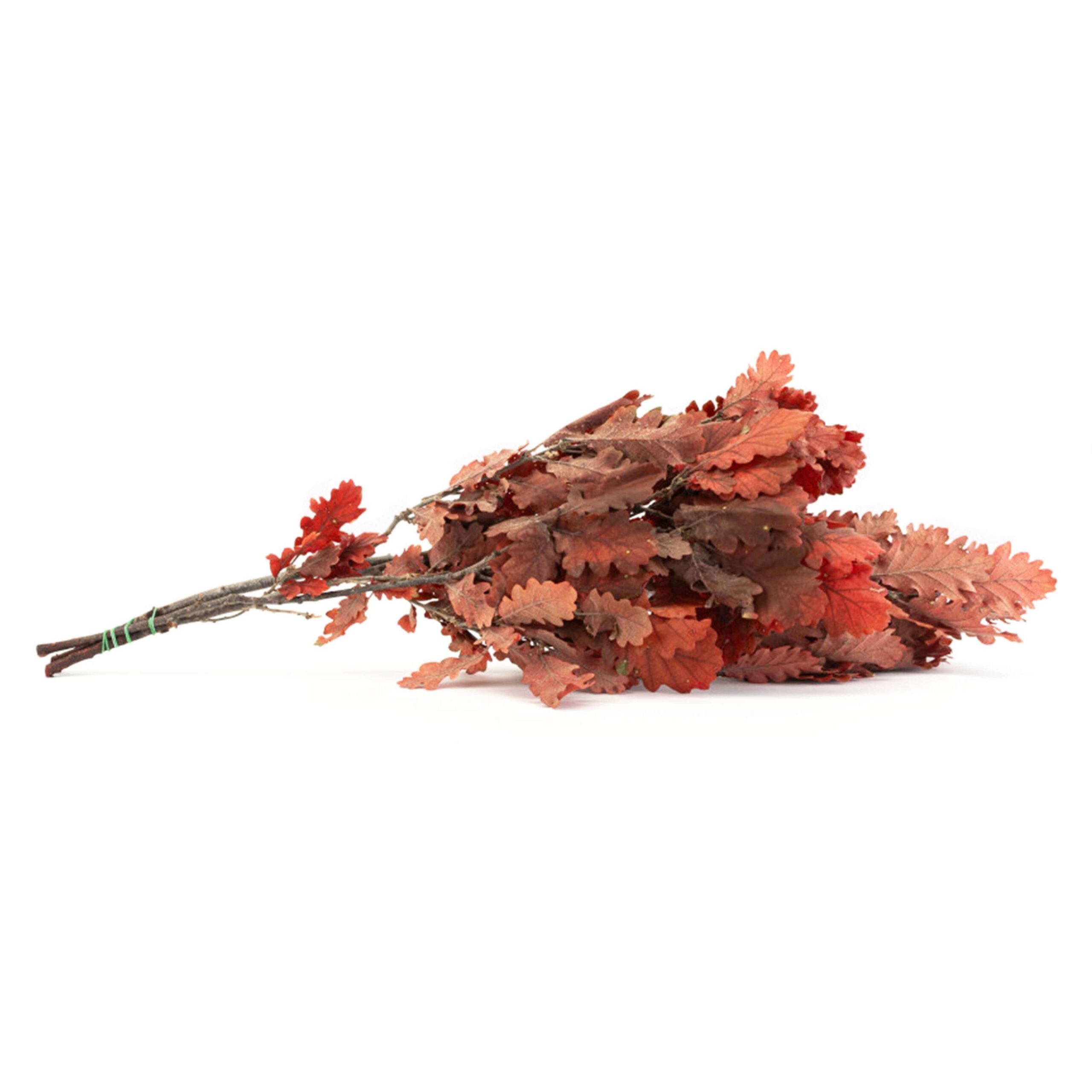 Quercia rossa - immagine 2