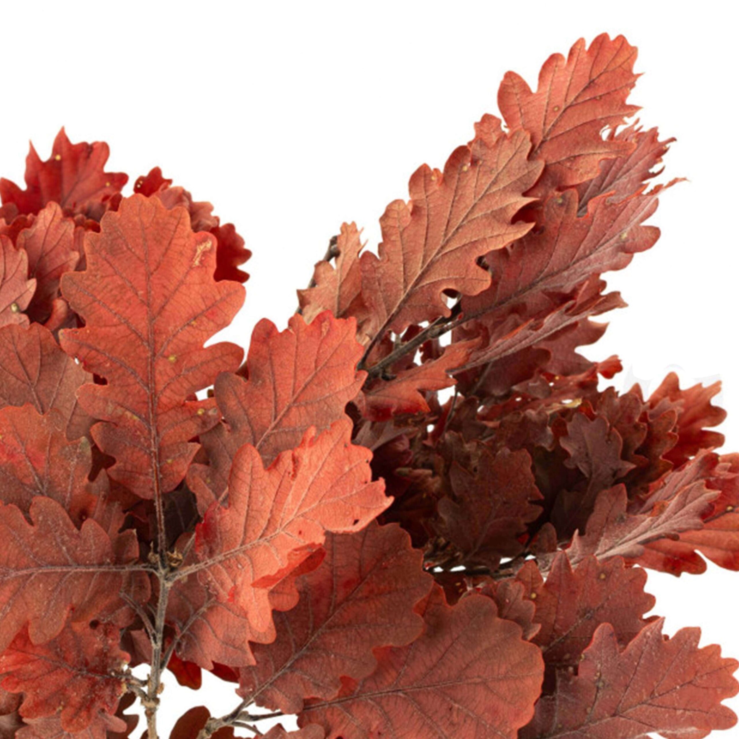 Quercia rossa - immagine 3