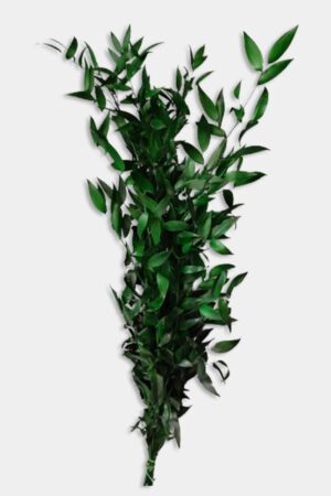 Ruscus verde
