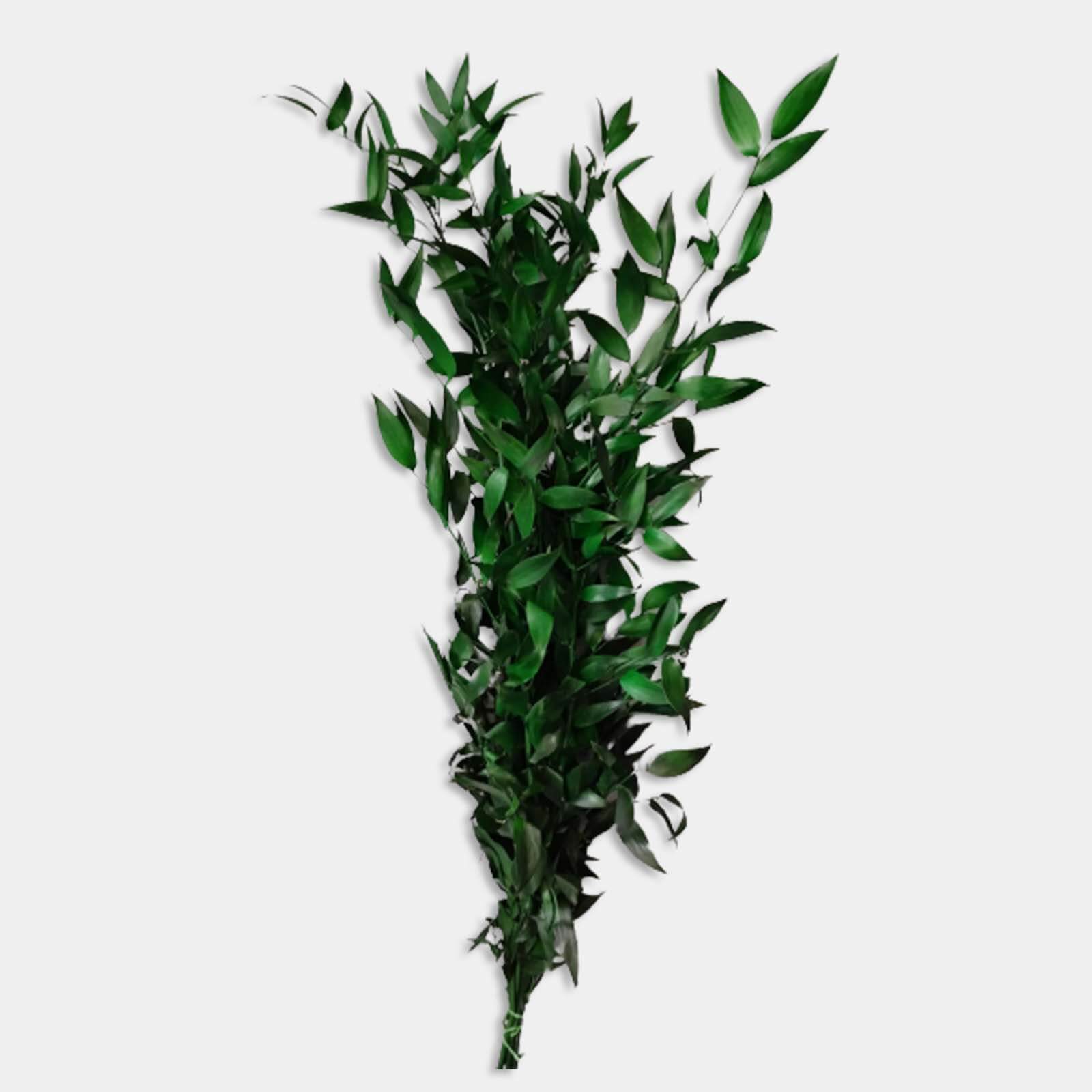 Ruscus verde