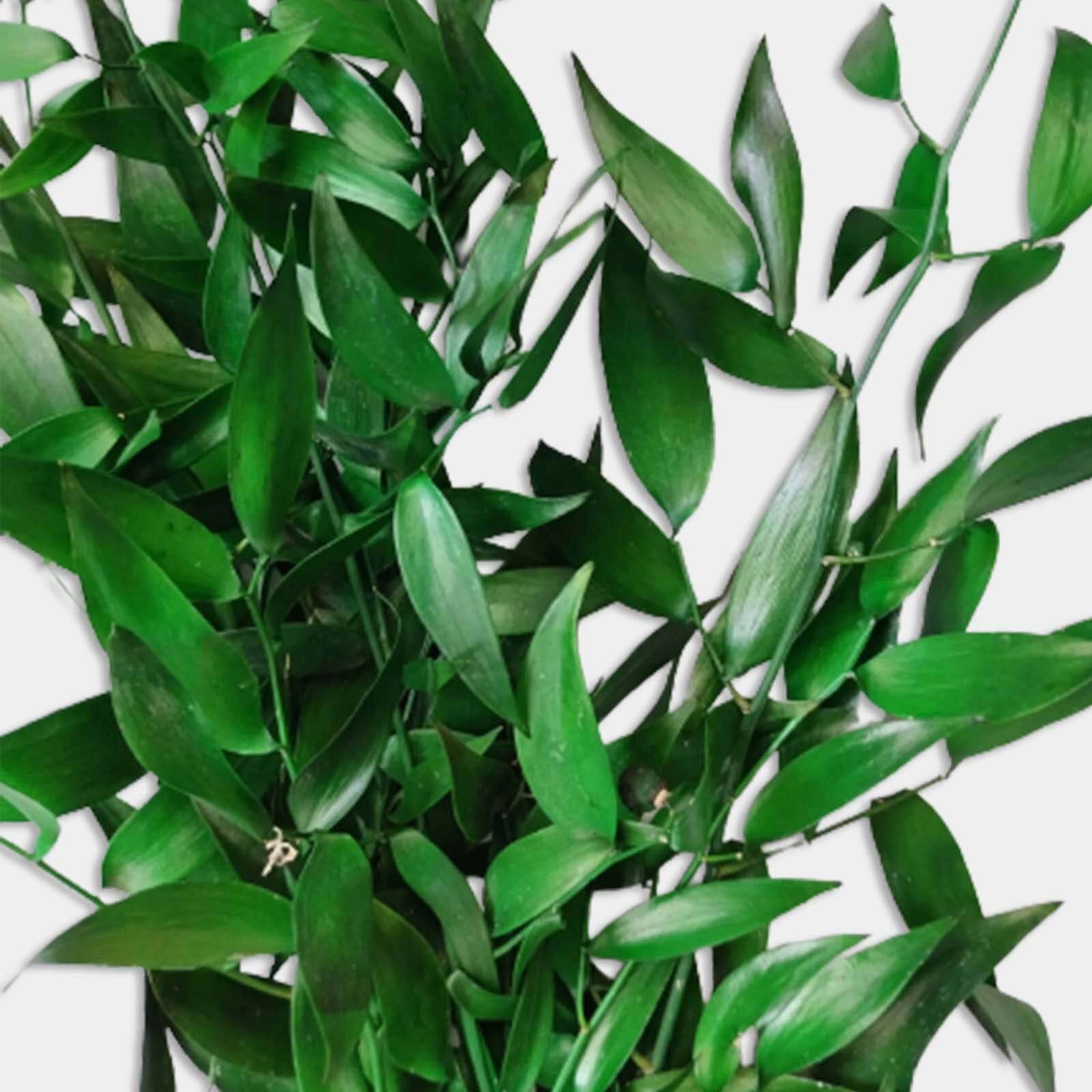 Ruscus verde - immagine 2