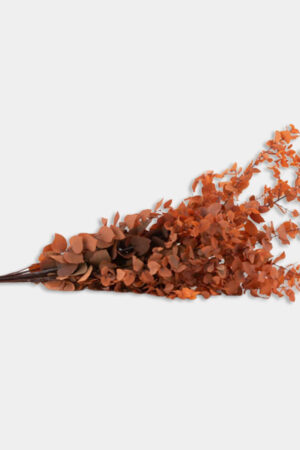Stuartiana arancio