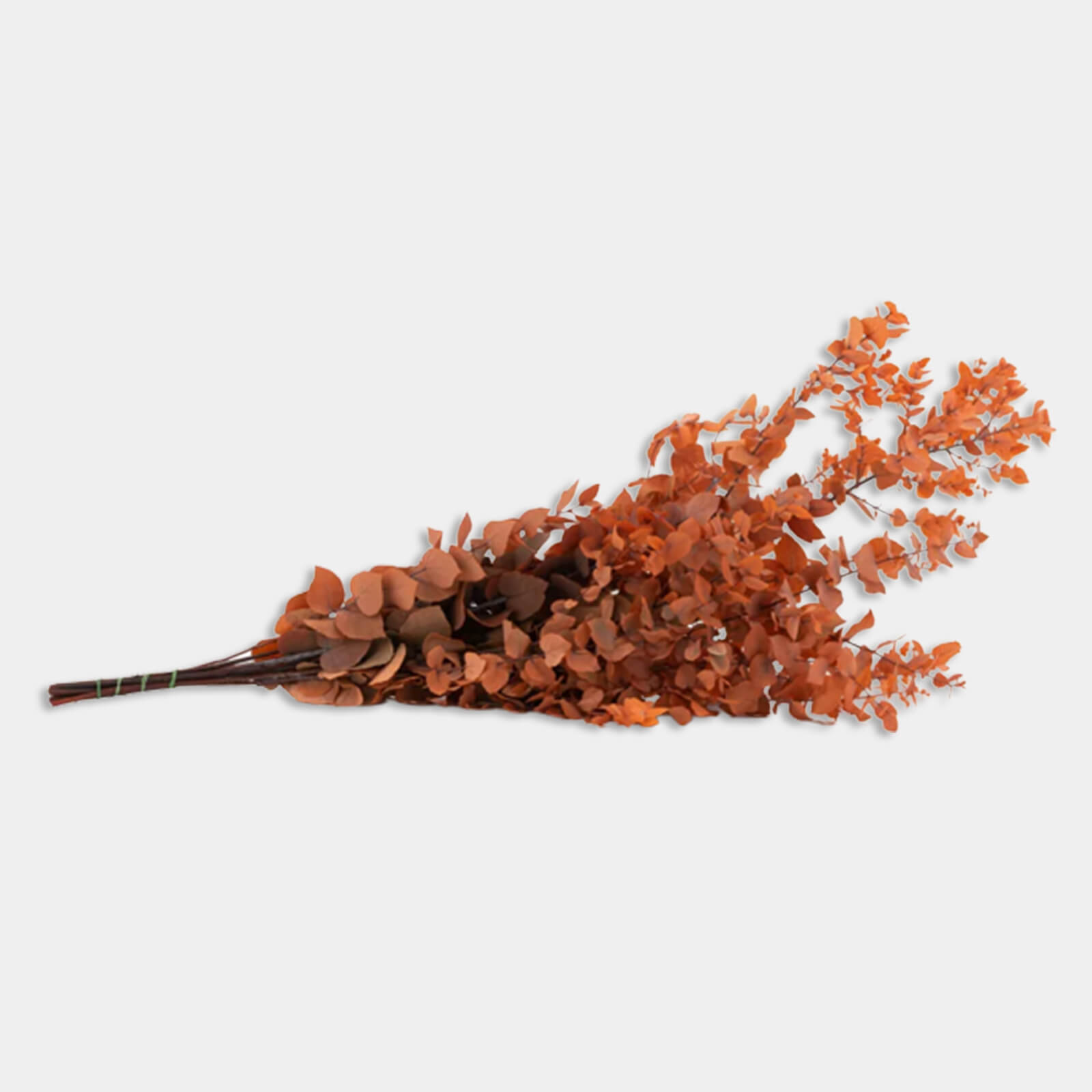 Stuartiana arancio