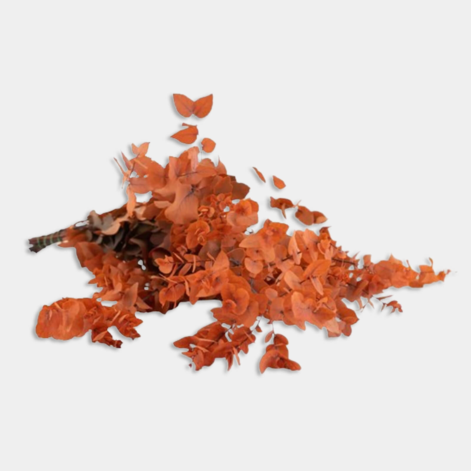 Stuartiana arancio - immagine 2