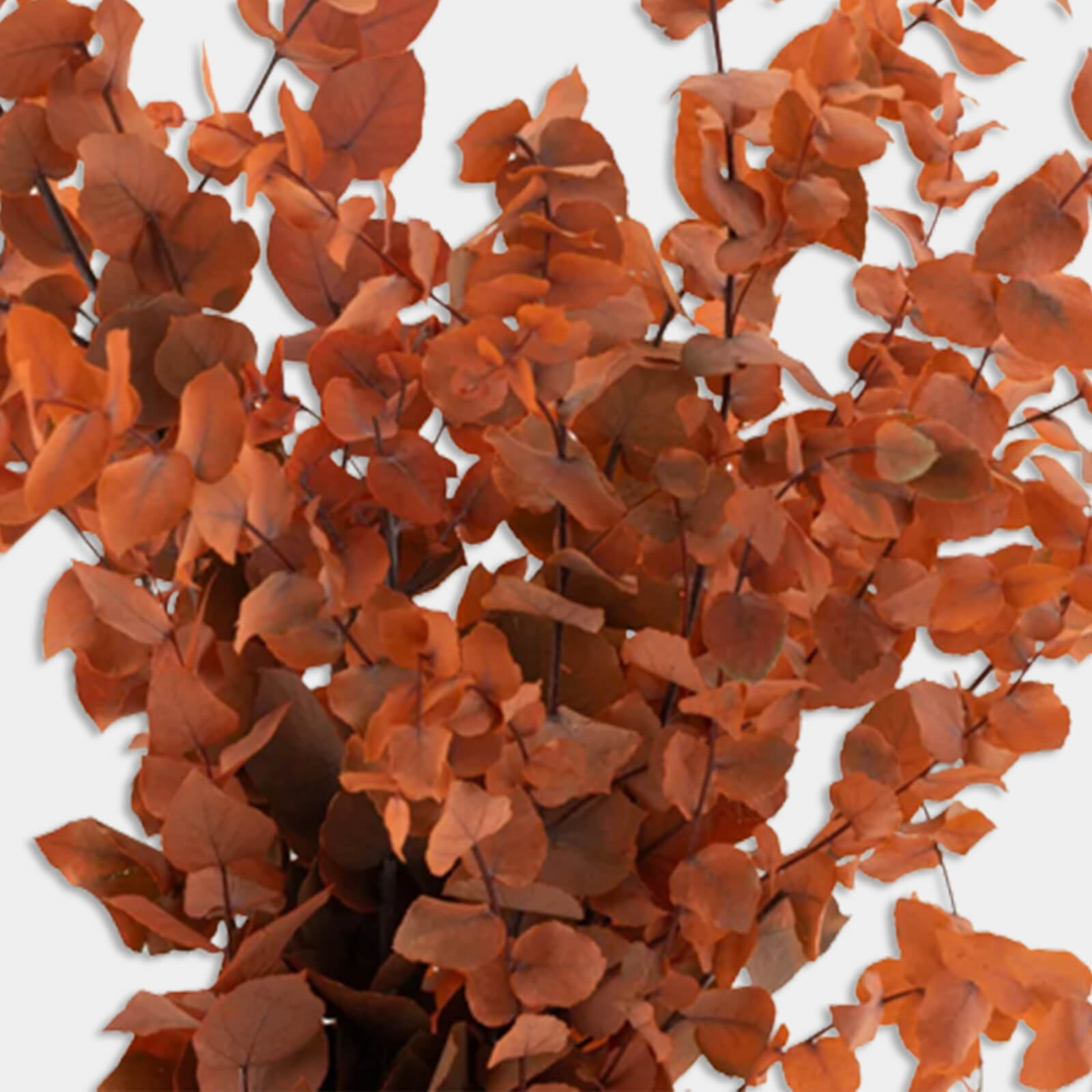Stuartiana arancio - immagine 3