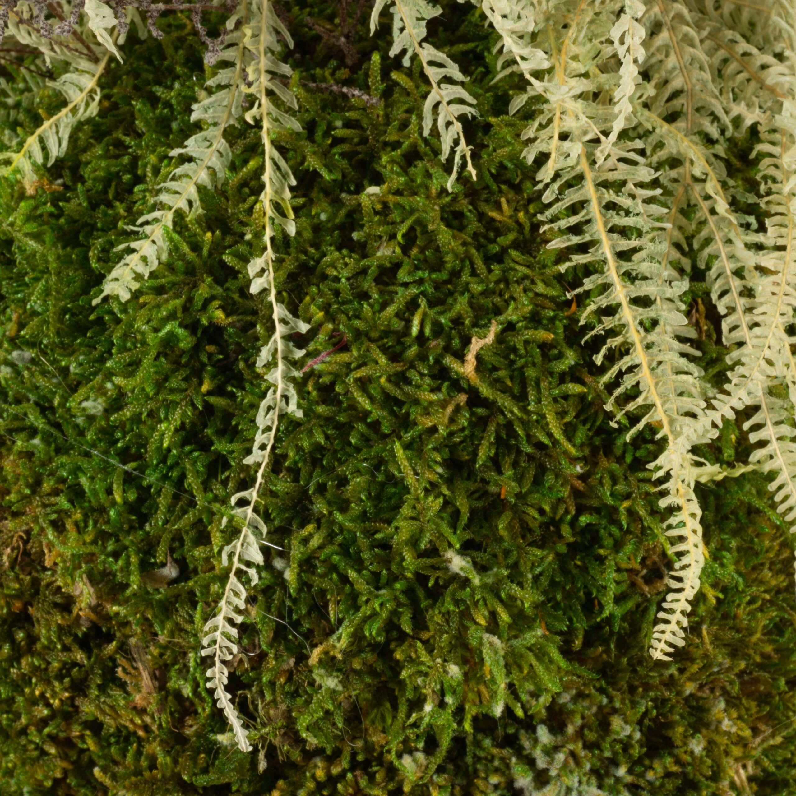 Kokedama Stoebe e Felce - immagine 3