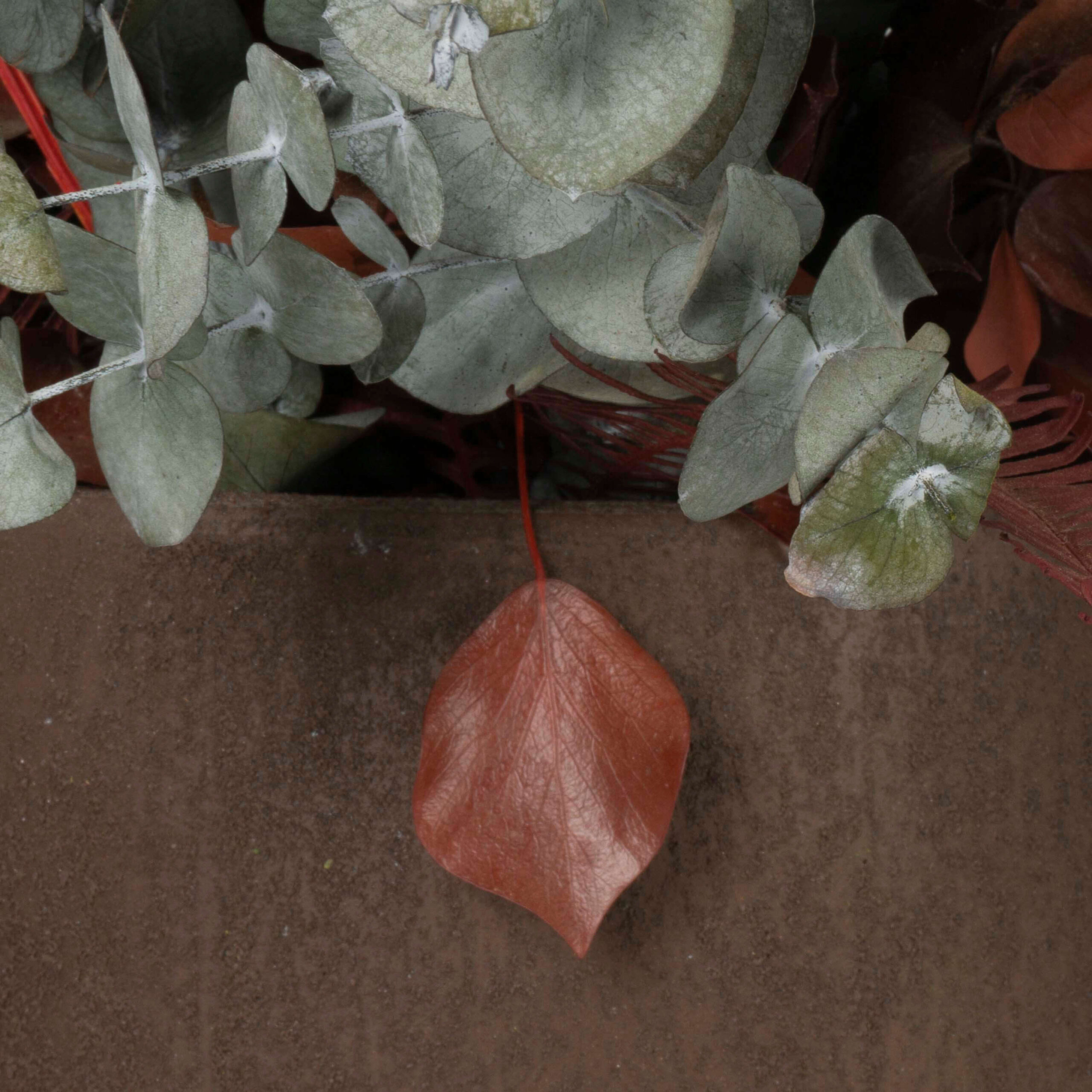 Pianta stabilizzata Material - immagine 3