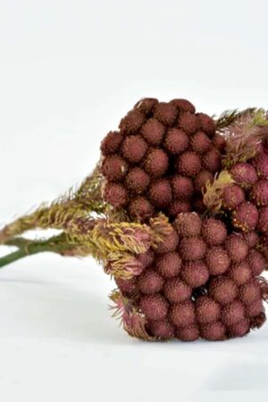 Brunia Byzantium