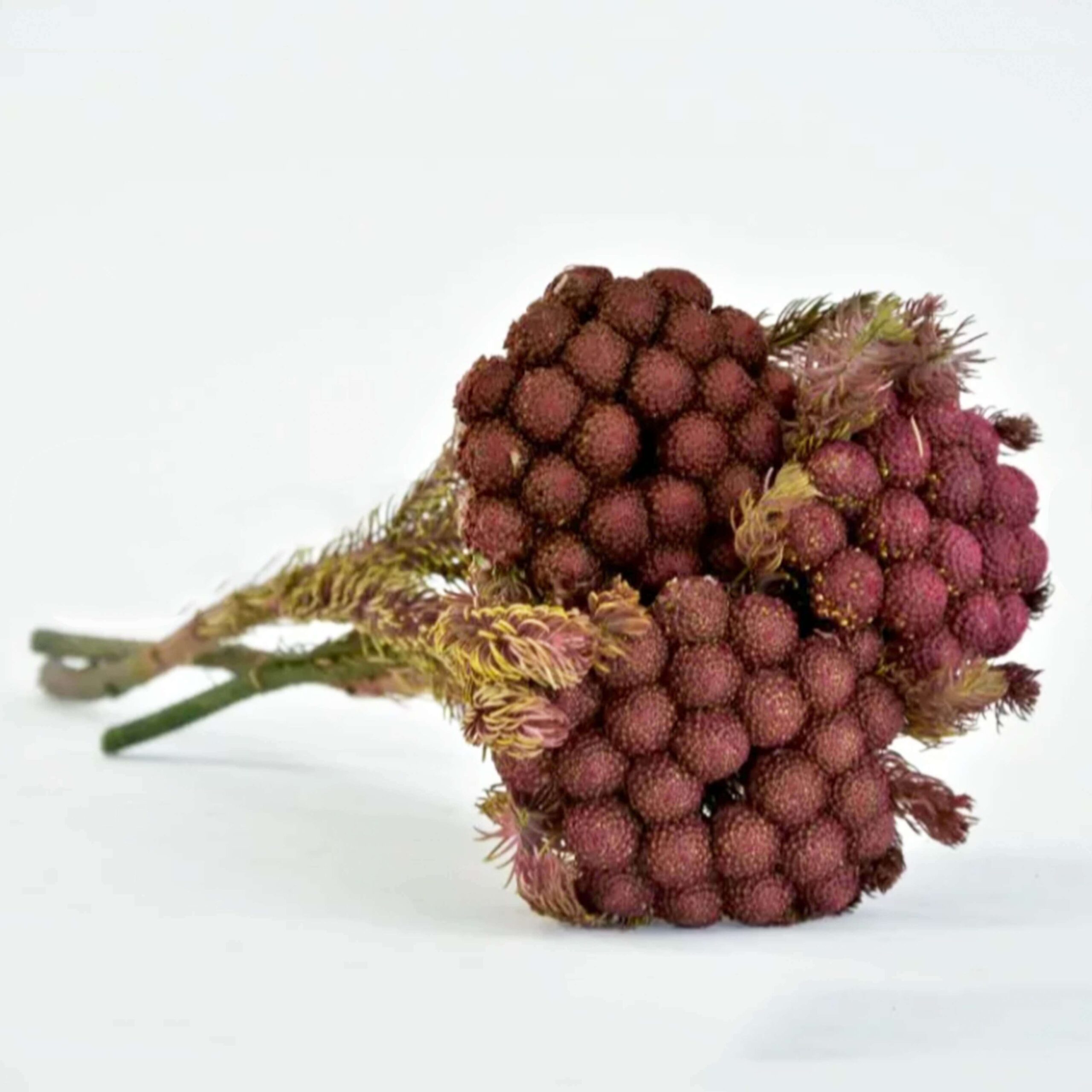 Brunia Byzantium