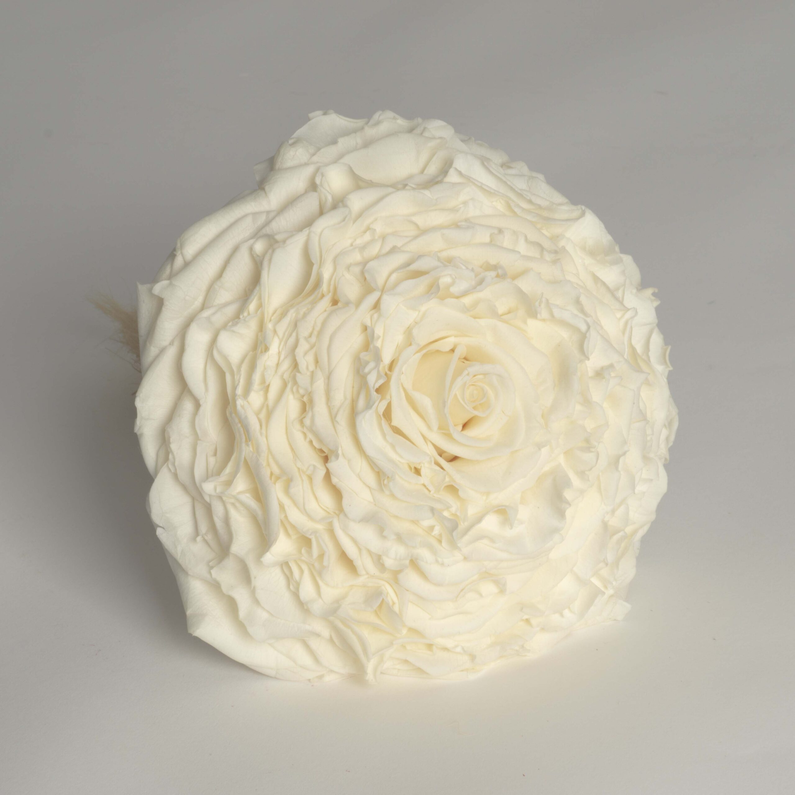 Rosmelia crema stabilizzata - immagine 2