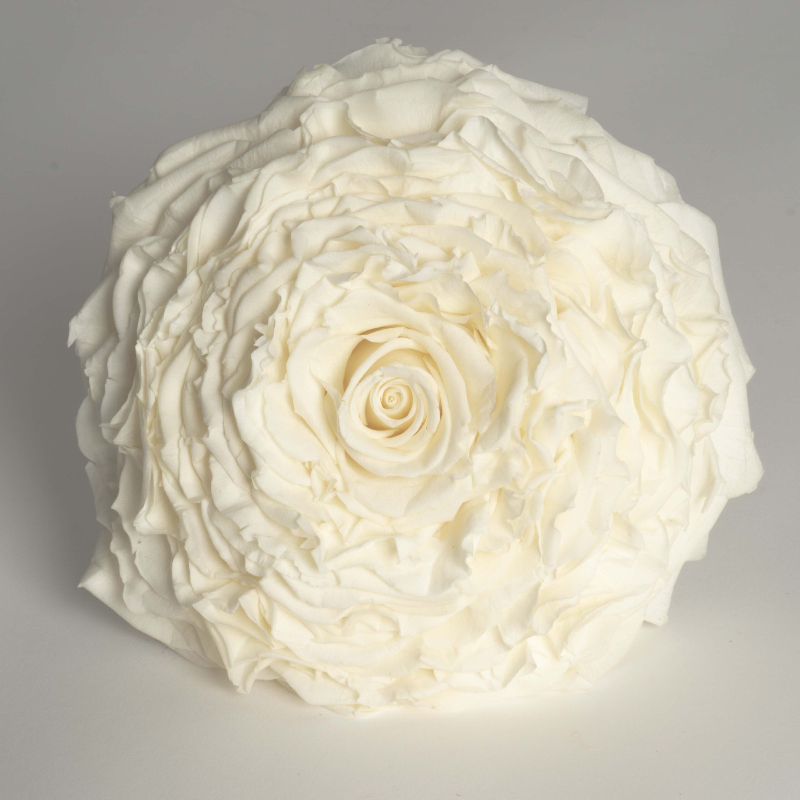 Rosmelia crema stabilizzata - immagine 3