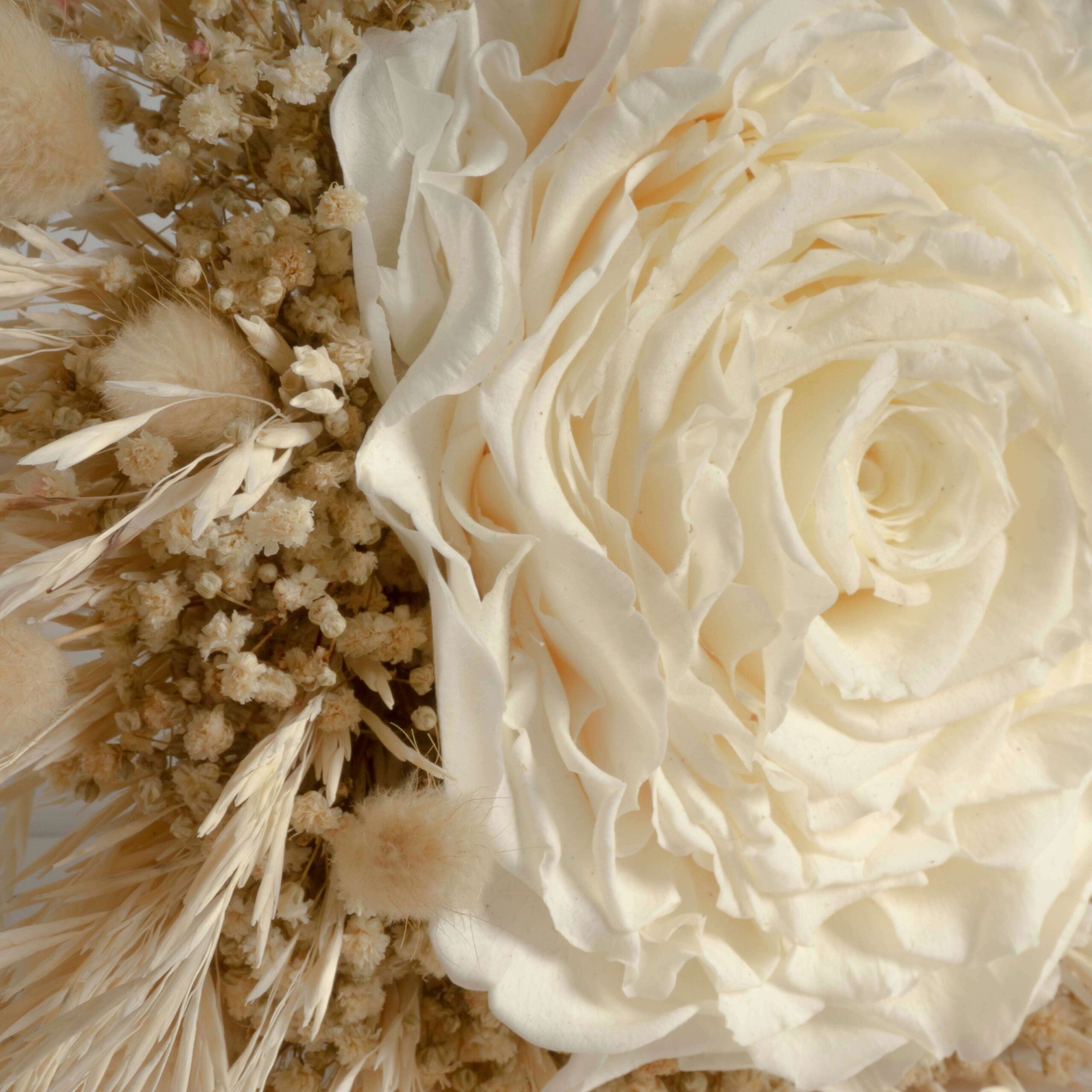 Rosmelia Fiori stabilizzati - immagine 6