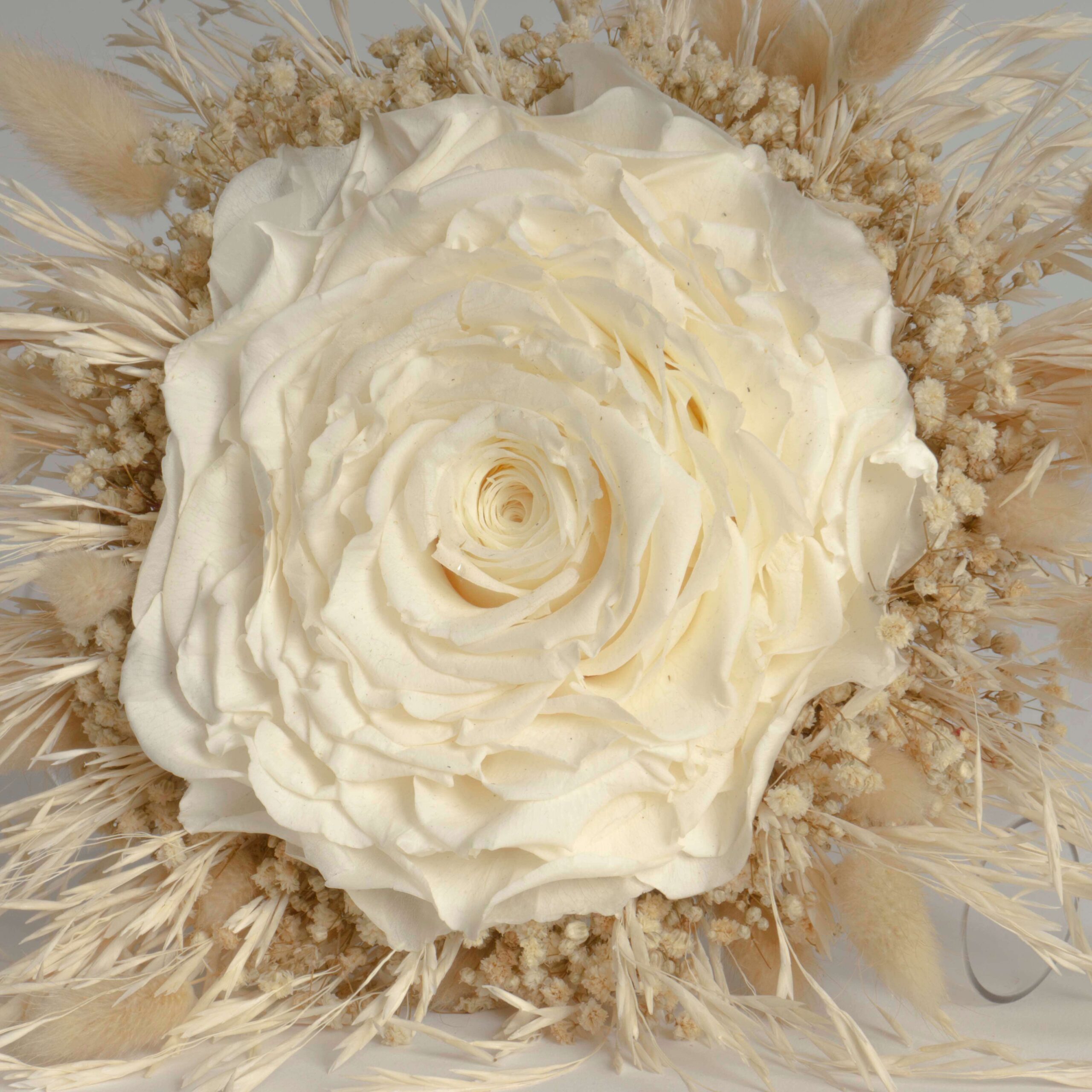 Rosmelia Fiori stabilizzati - immagine 4