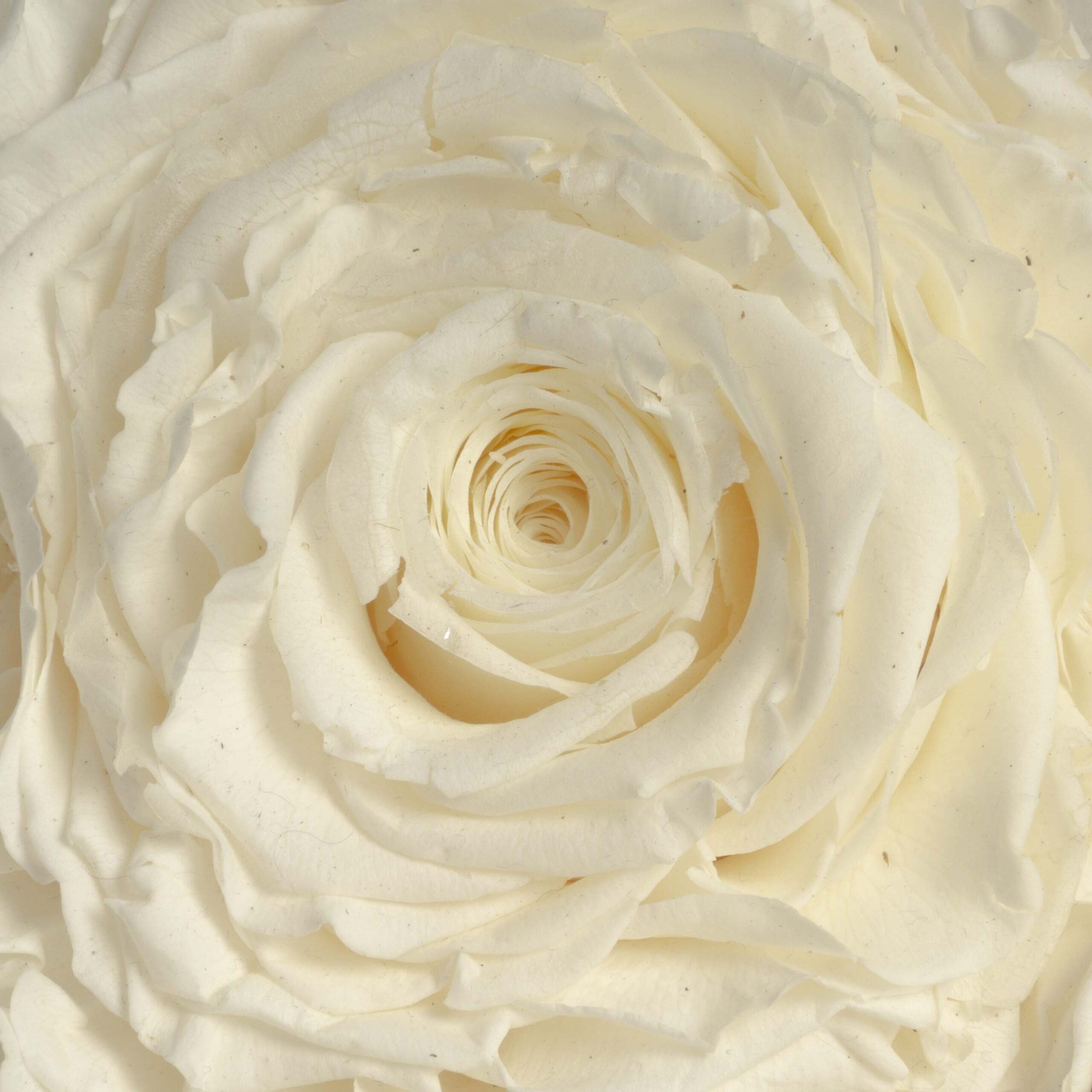 Rosmelia Fiori stabilizzati - immagine 3