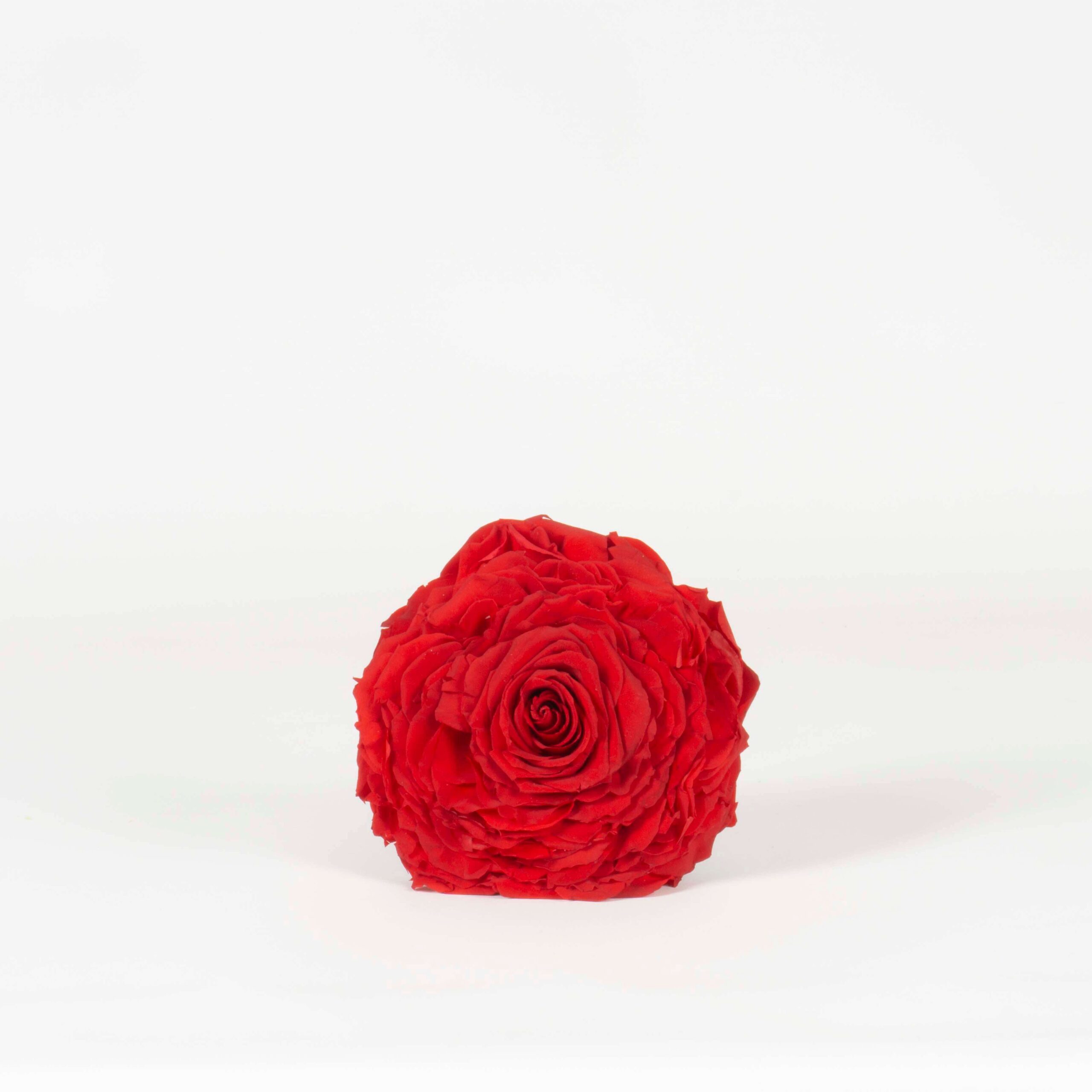 Rosmelia rossa stabilizzata - immagine 2
