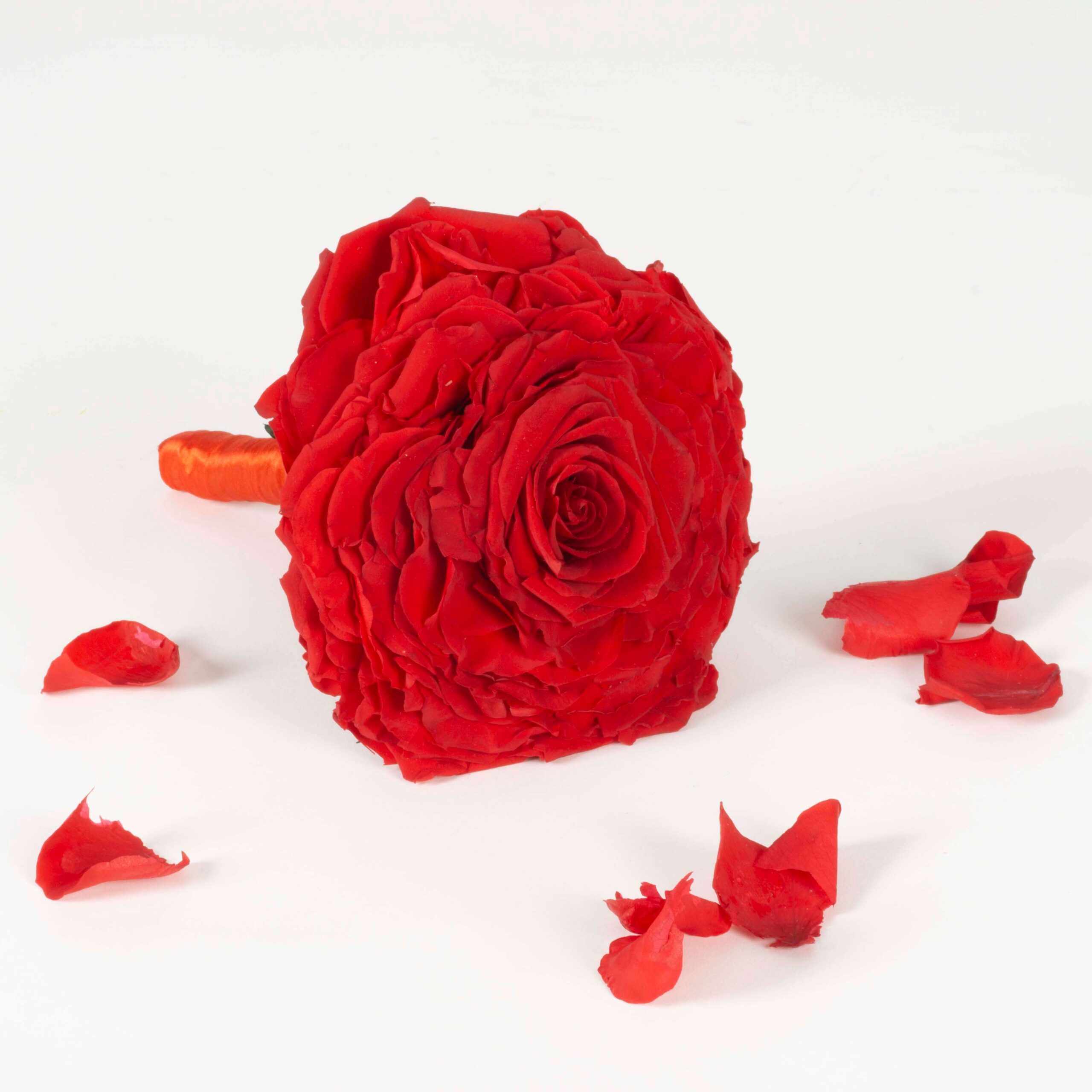 Rosmelia rossa stabilizzata - immagine 5