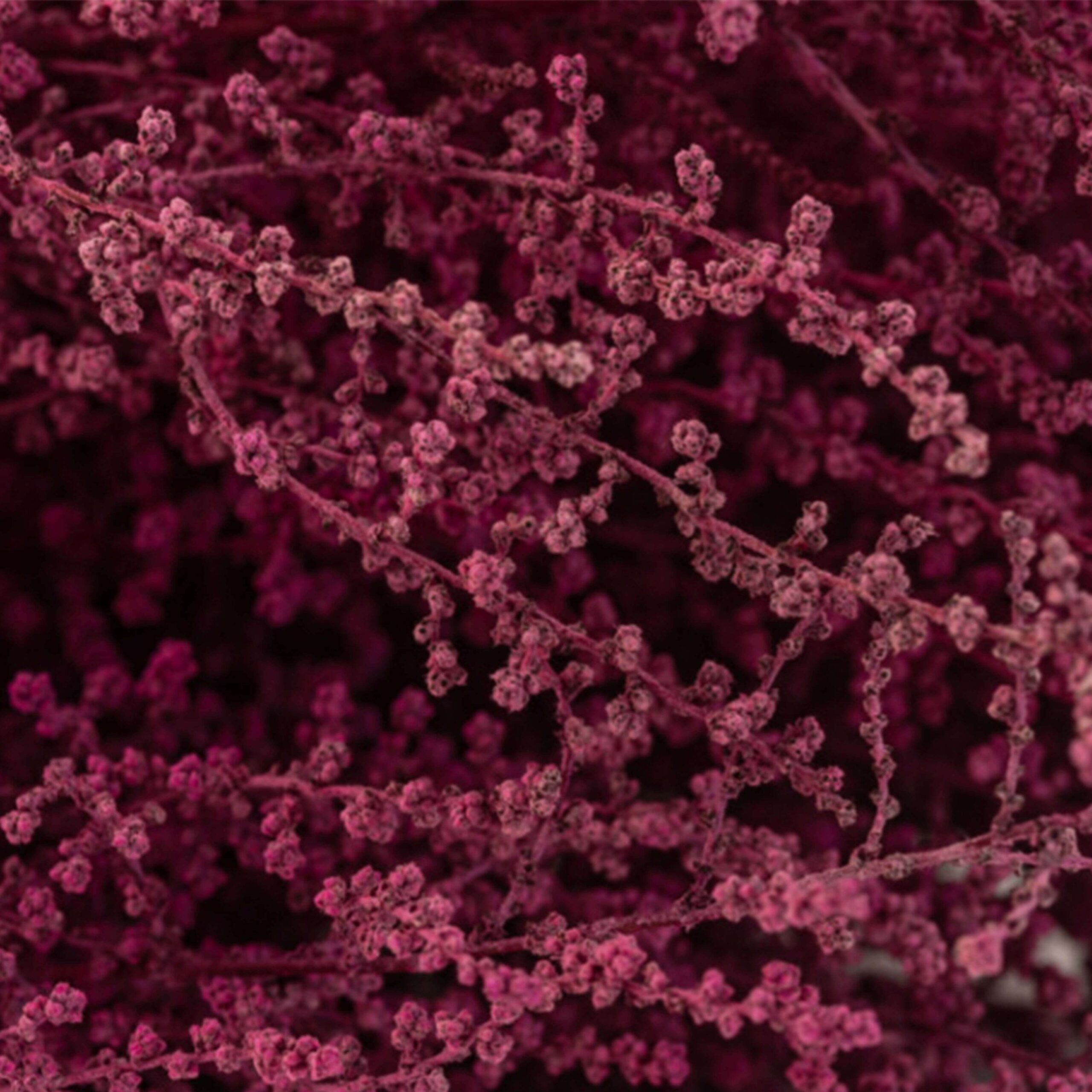 Stoebe Bizantinum - immagine 3