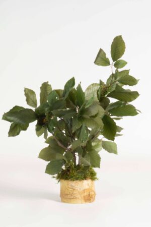 Bonsai Faggio verde