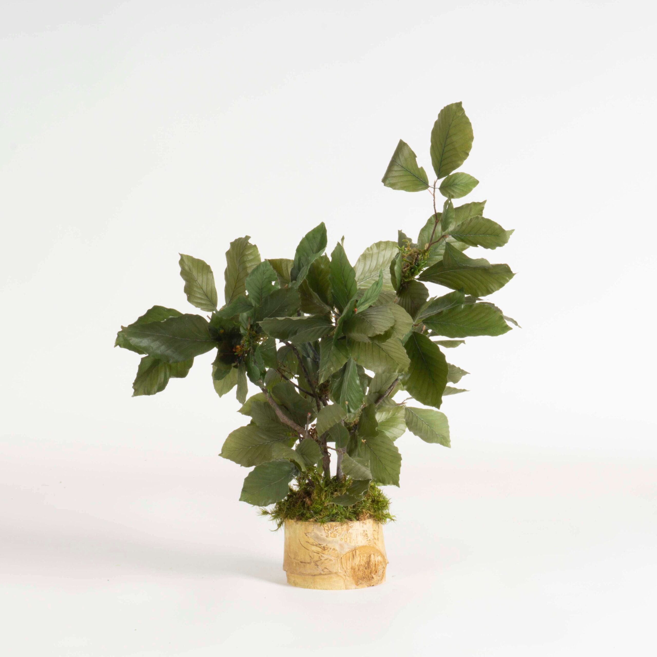 Bonsai Faggio verde