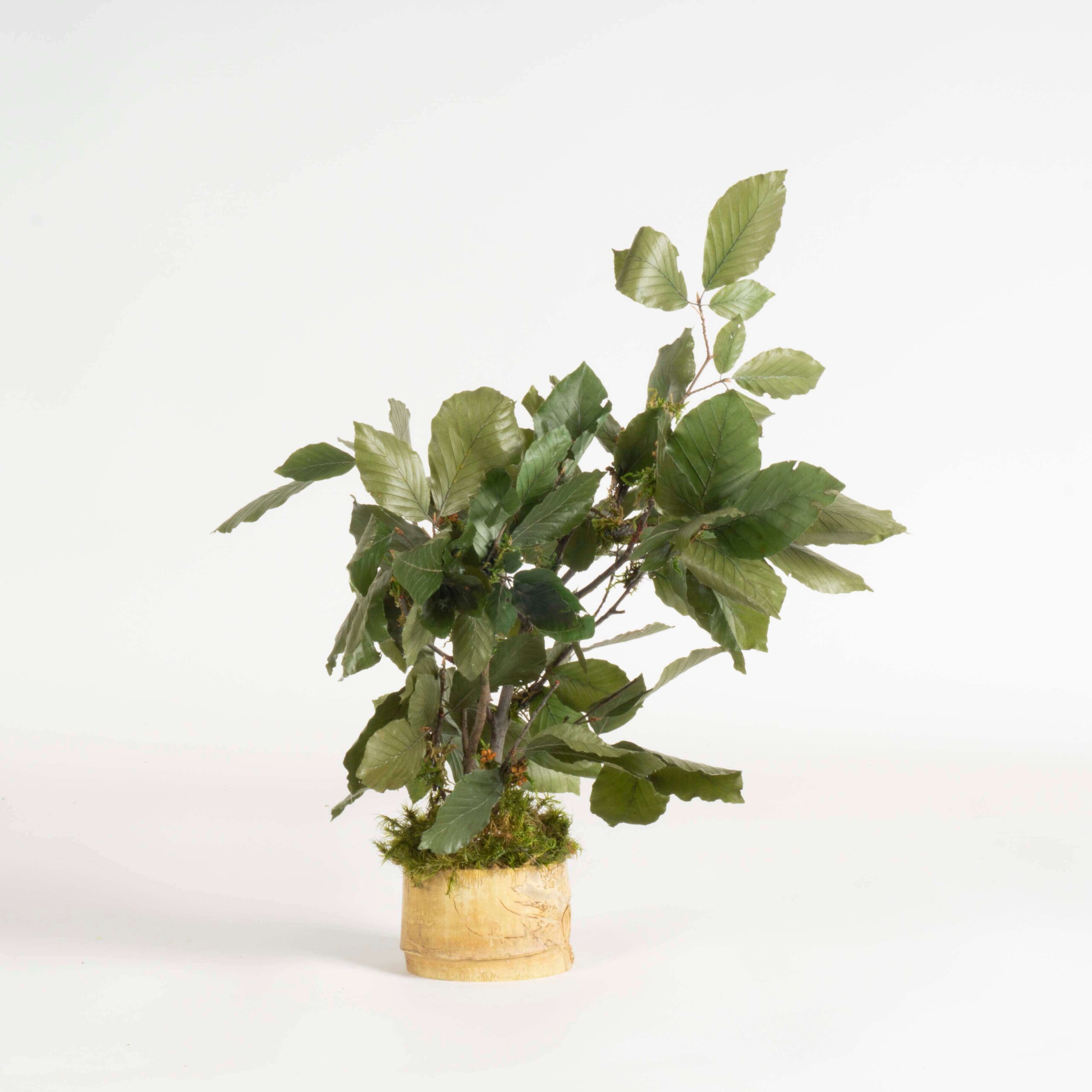 Bonsai Faggio verde - immagine 2