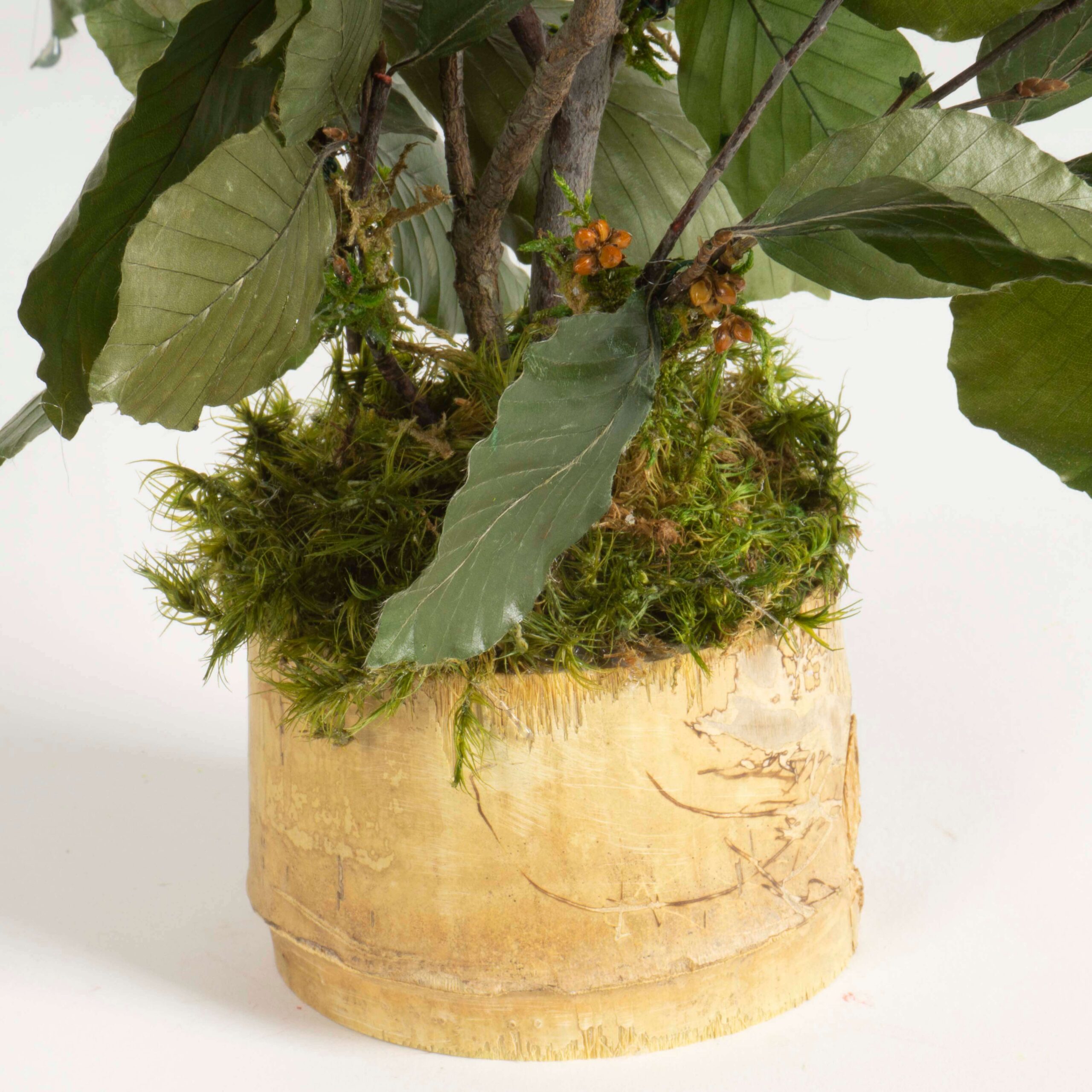 Bonsai Faggio verde - immagine 3