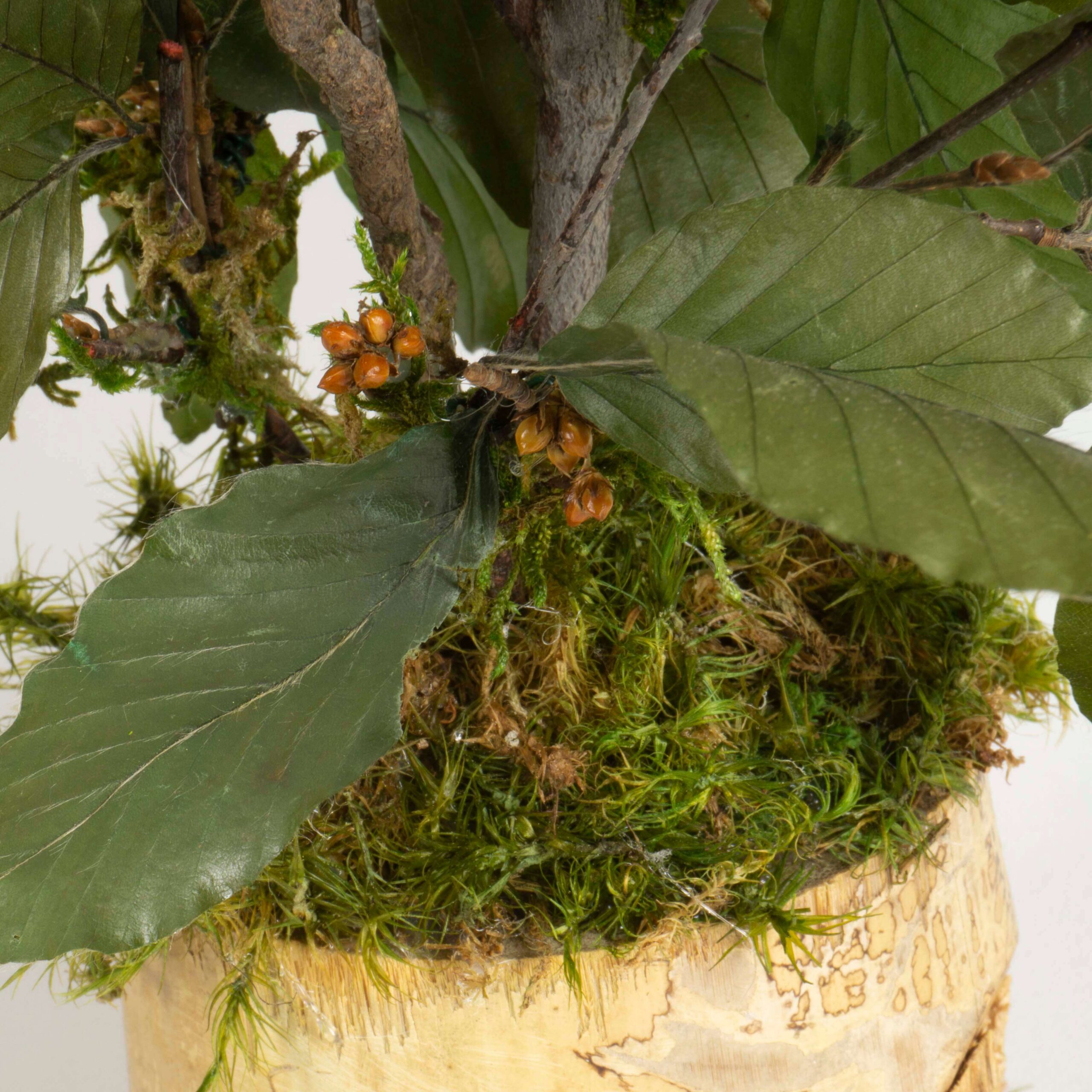 Bonsai Faggio verde - immagine 4