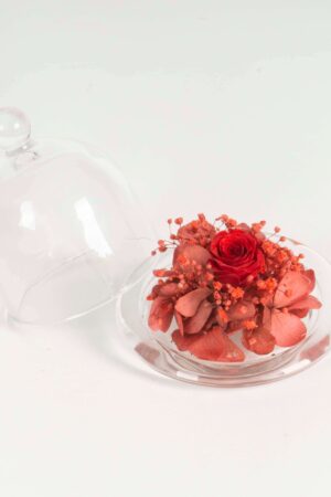 Campana di vetro Fiori stabilizzati