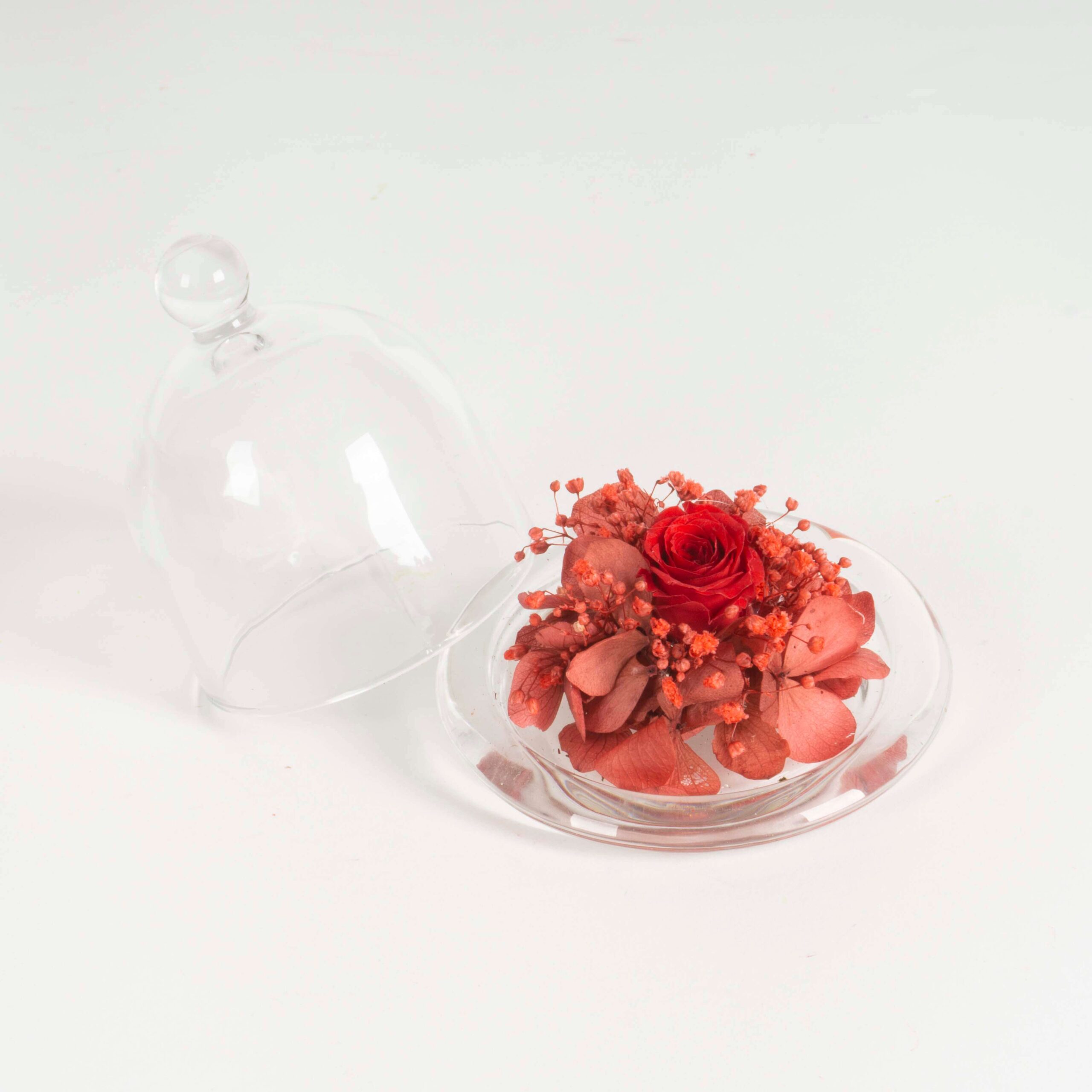 Campana di vetro Fiori stabilizzati